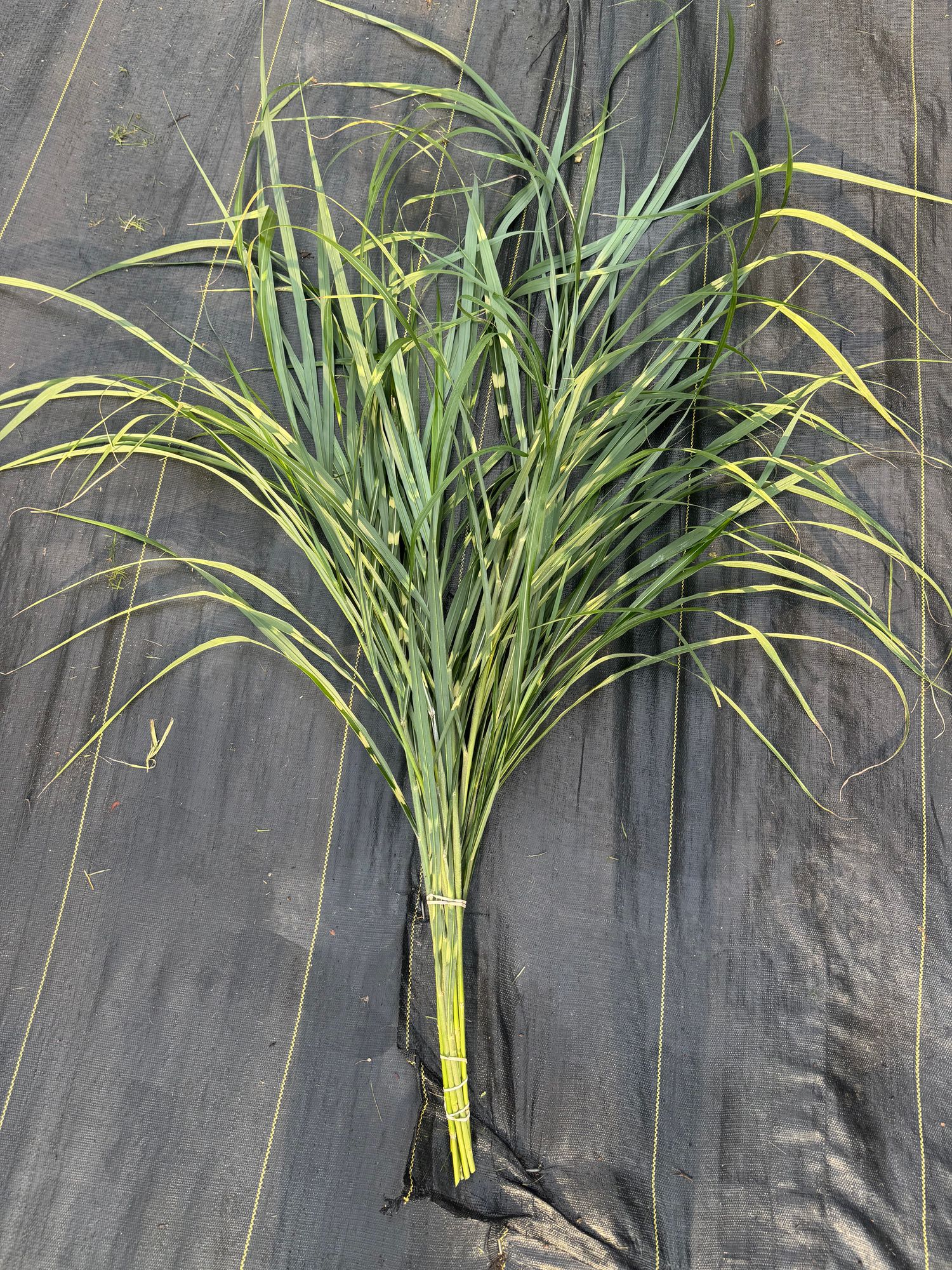 MISCANTHUS sinensis zebrinus