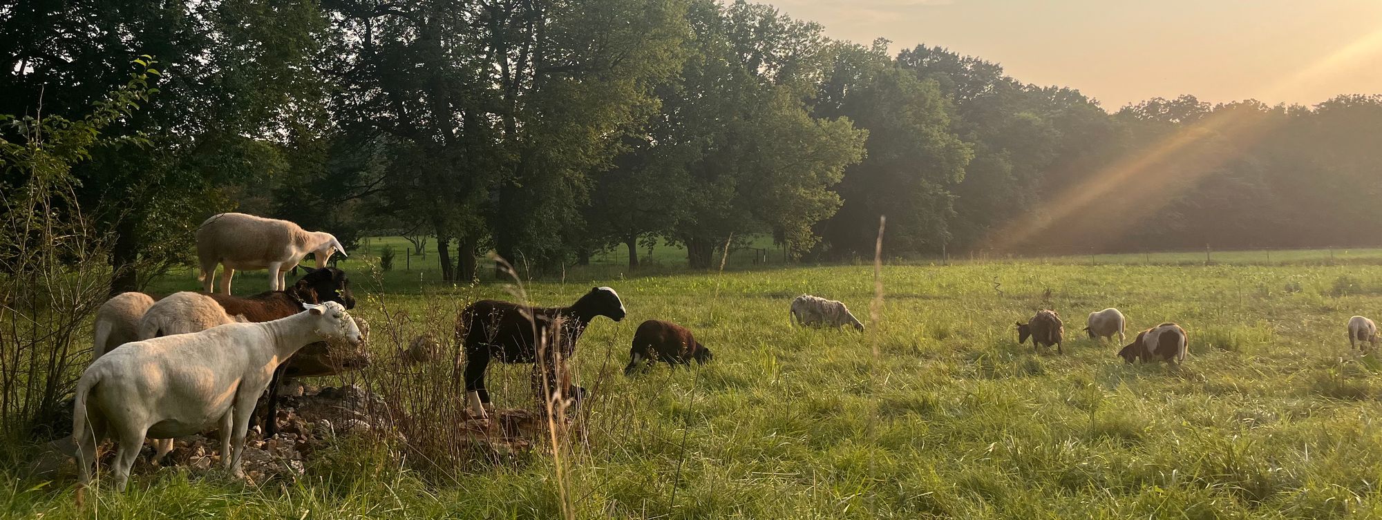 Edges Wild Farm Banner