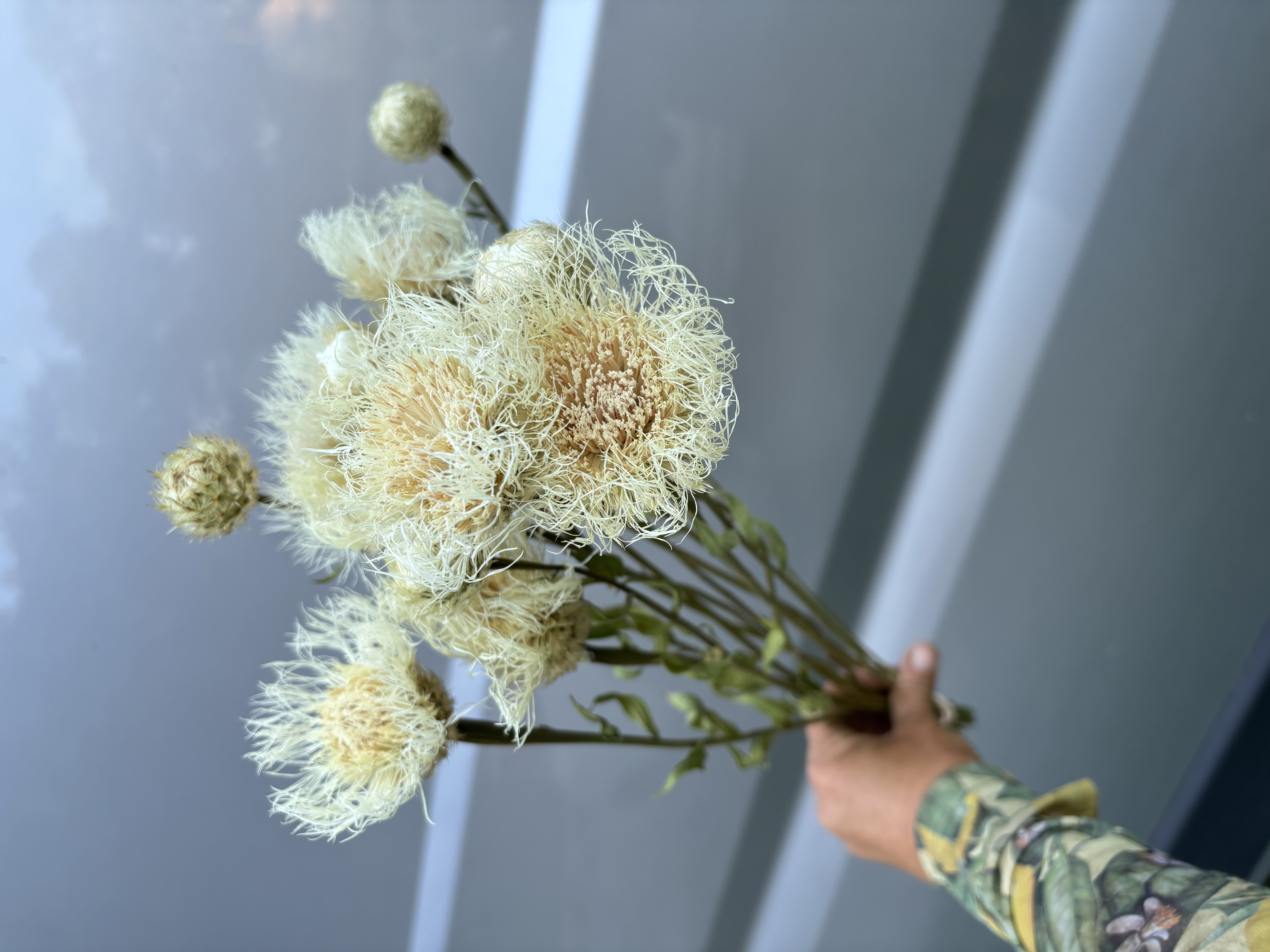 CENTAUREA americana