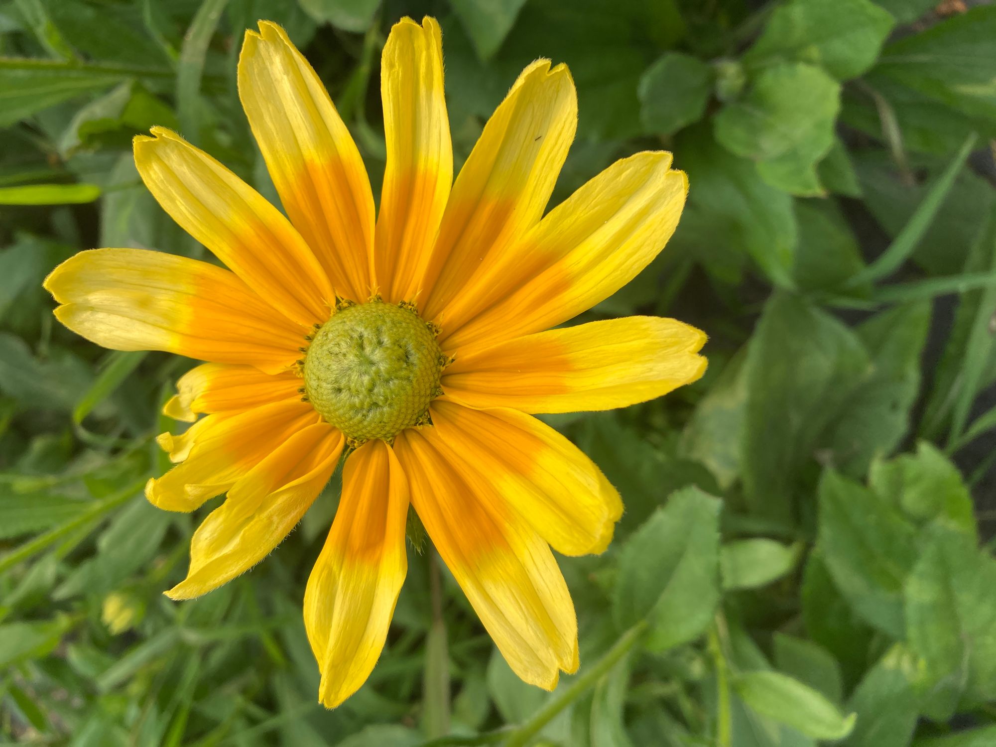 RUDBECKIA hirta Prairie Sun