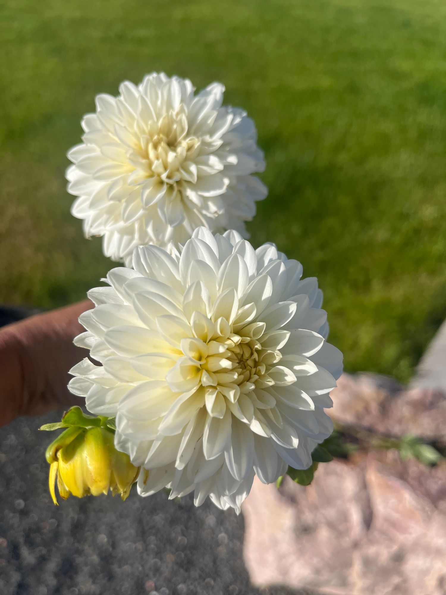 DAHLIA Snowcap