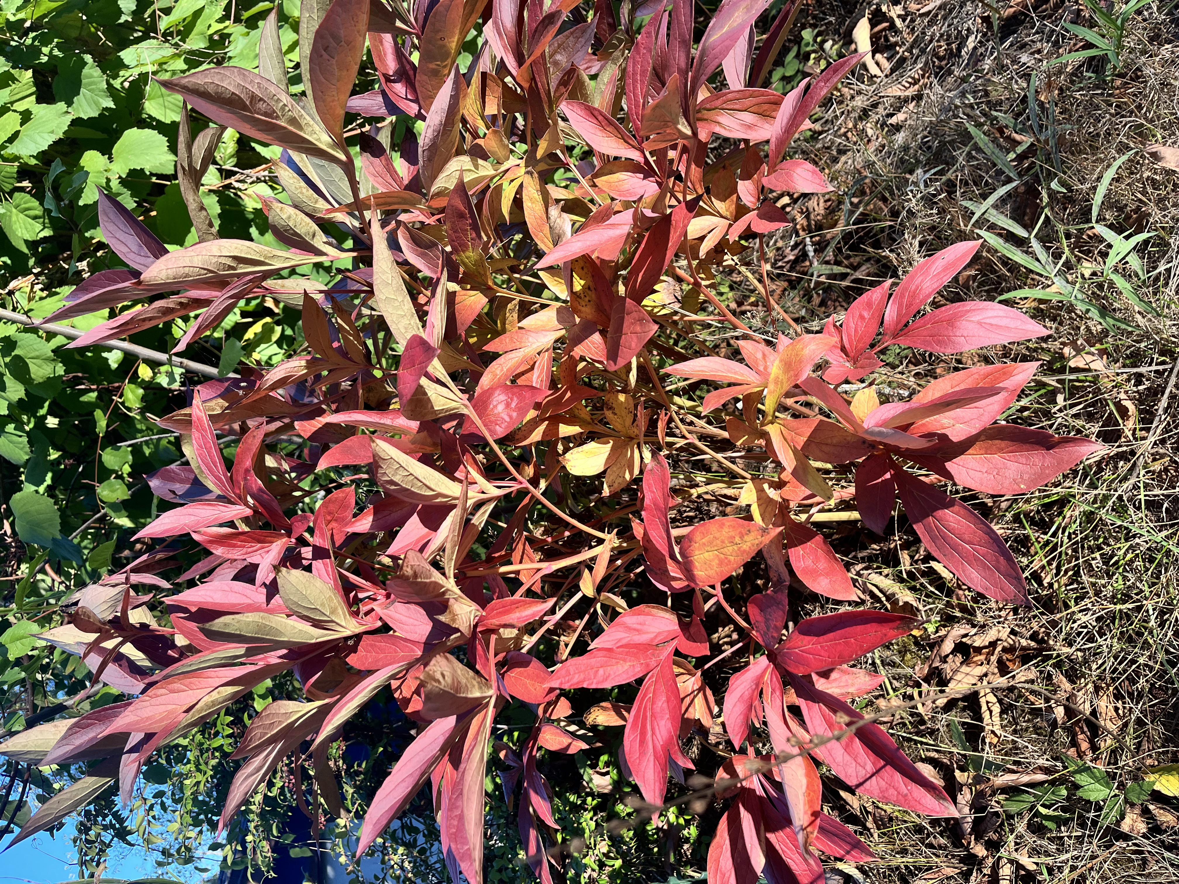 PAEONIA