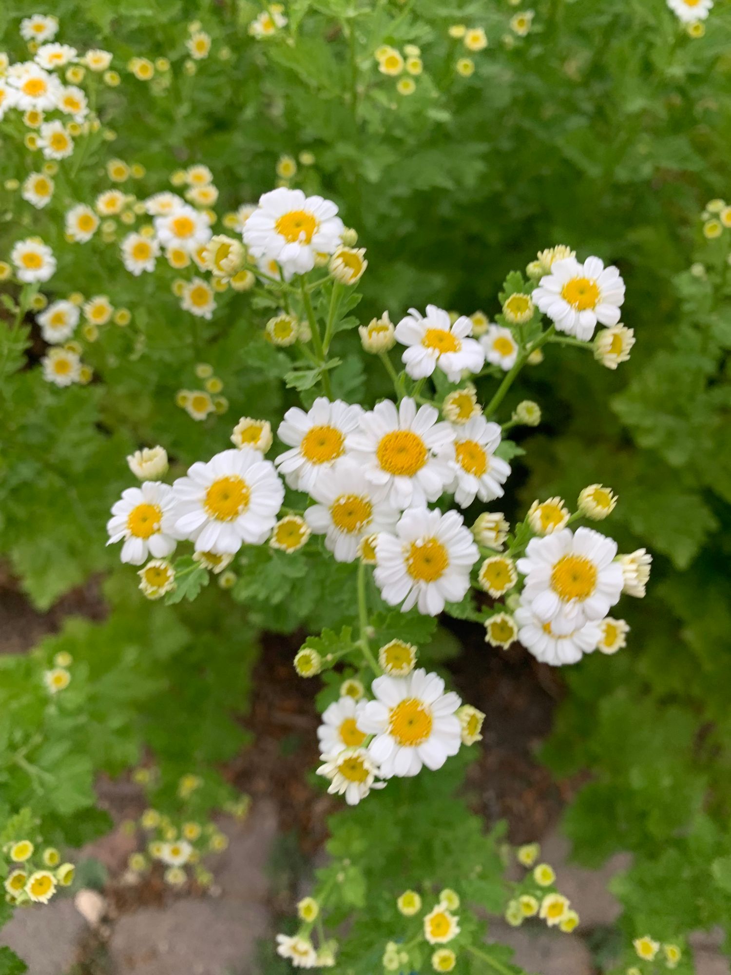 TANACETUM parthenium Magic Single