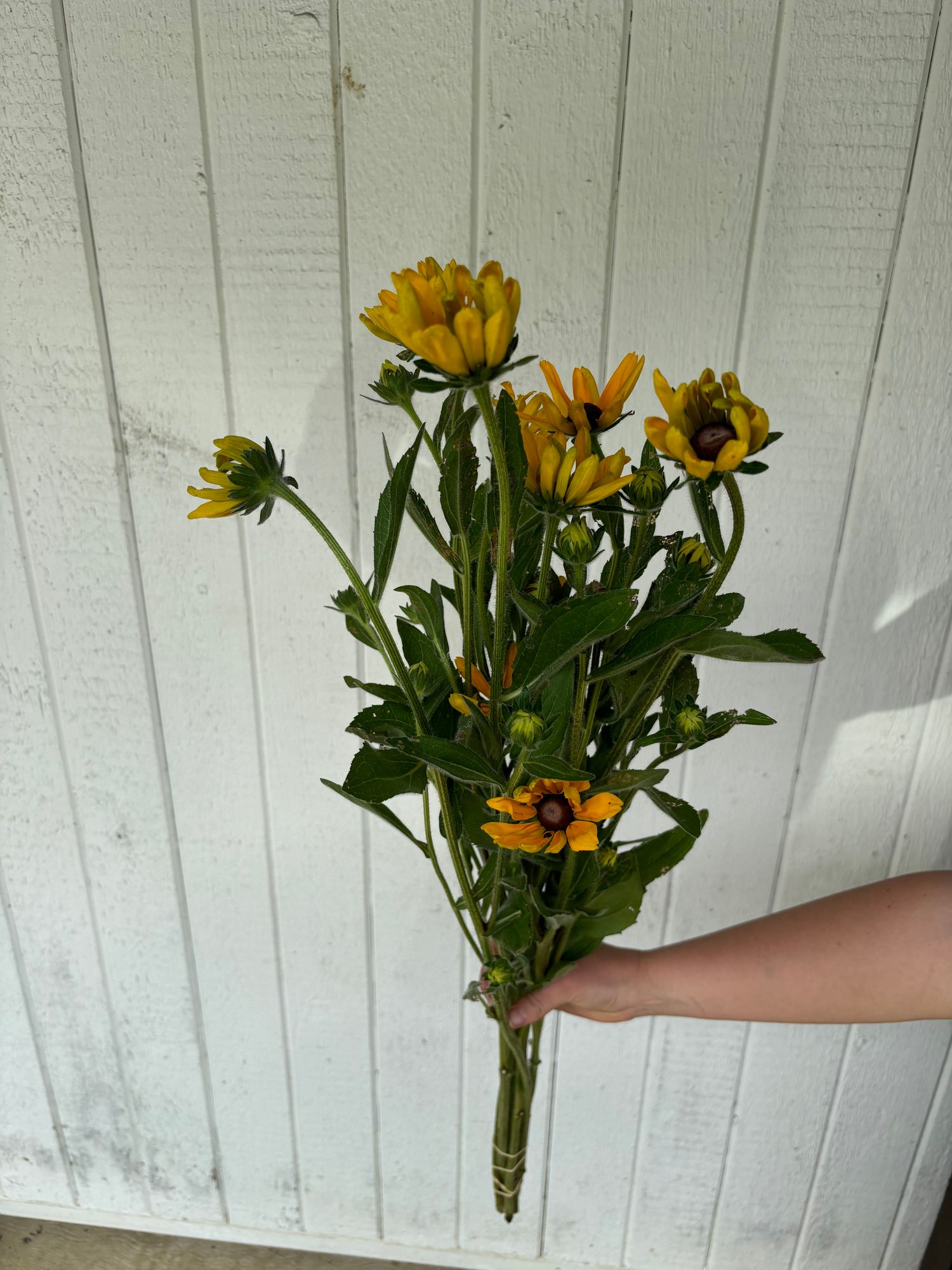 RUDBECKIA hirta Indian Summer