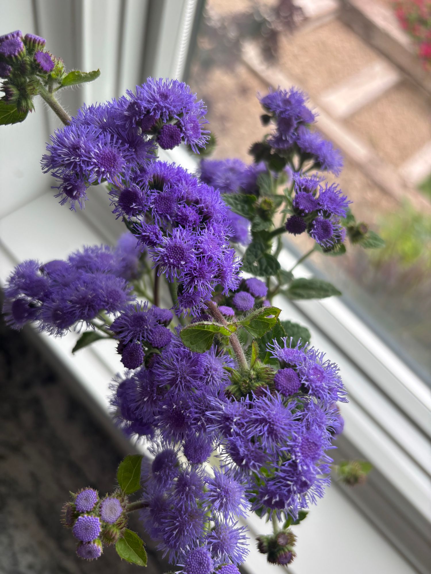 AGERATUM houstonianum Blue Horizon