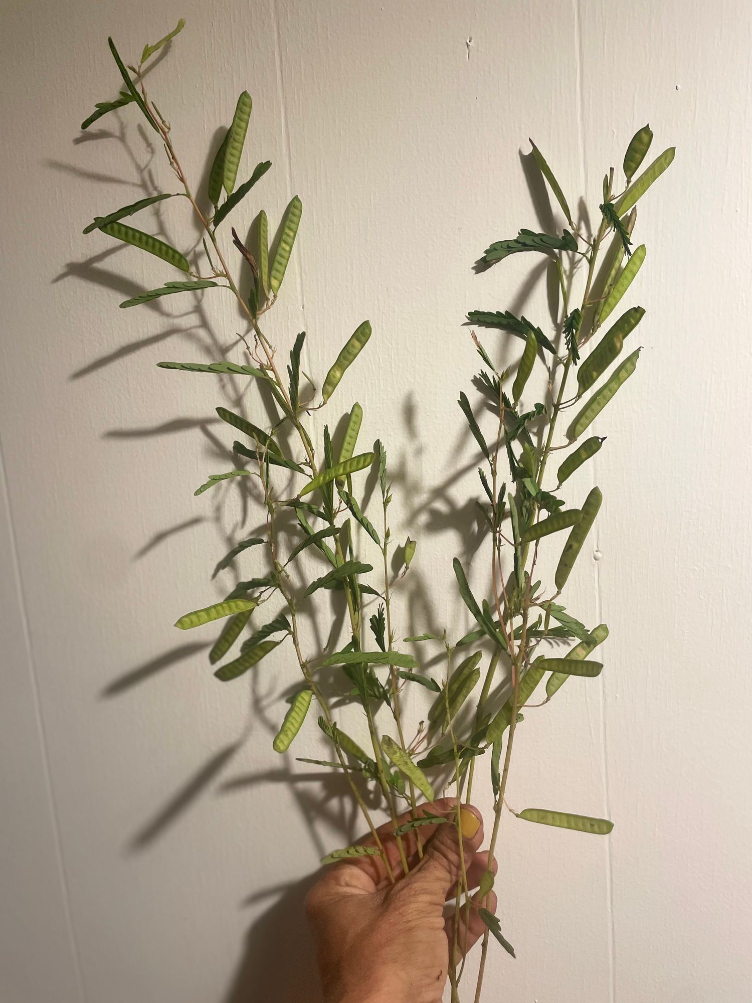 CHAMAECRISTA fasciculata