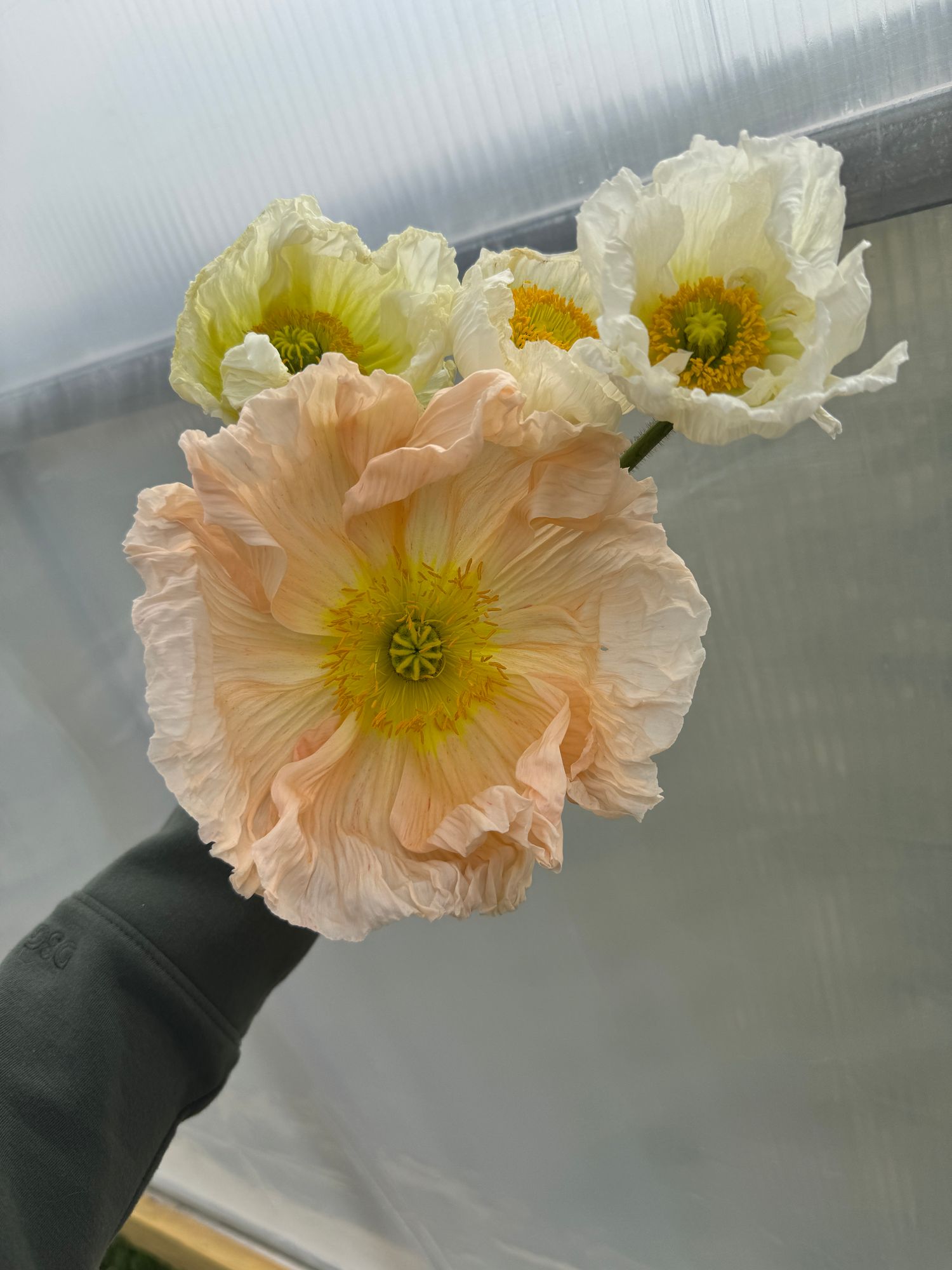 PAPAVER nudicaule Colibri