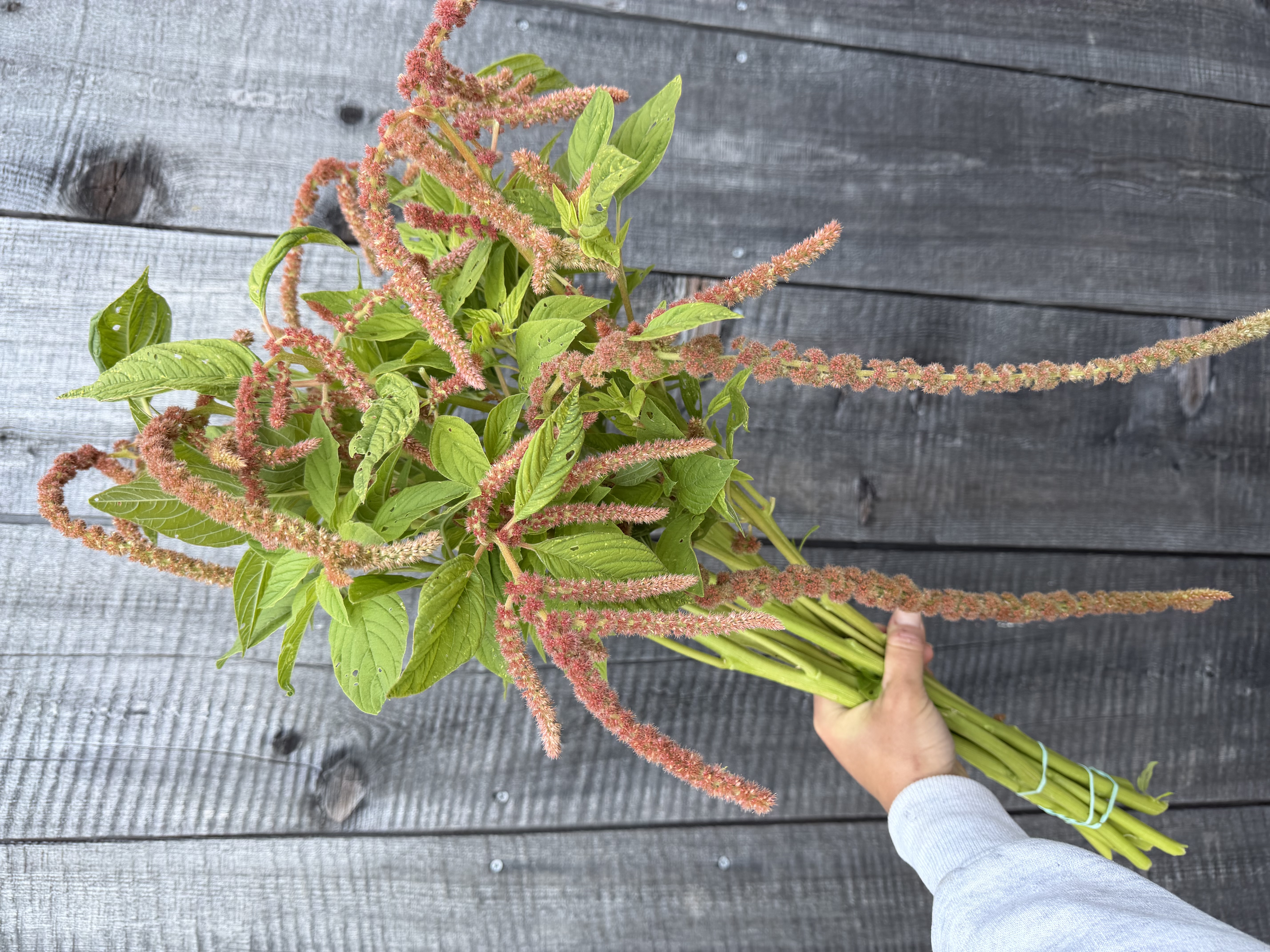 AMARANTHUS caudatus Coral Fountains