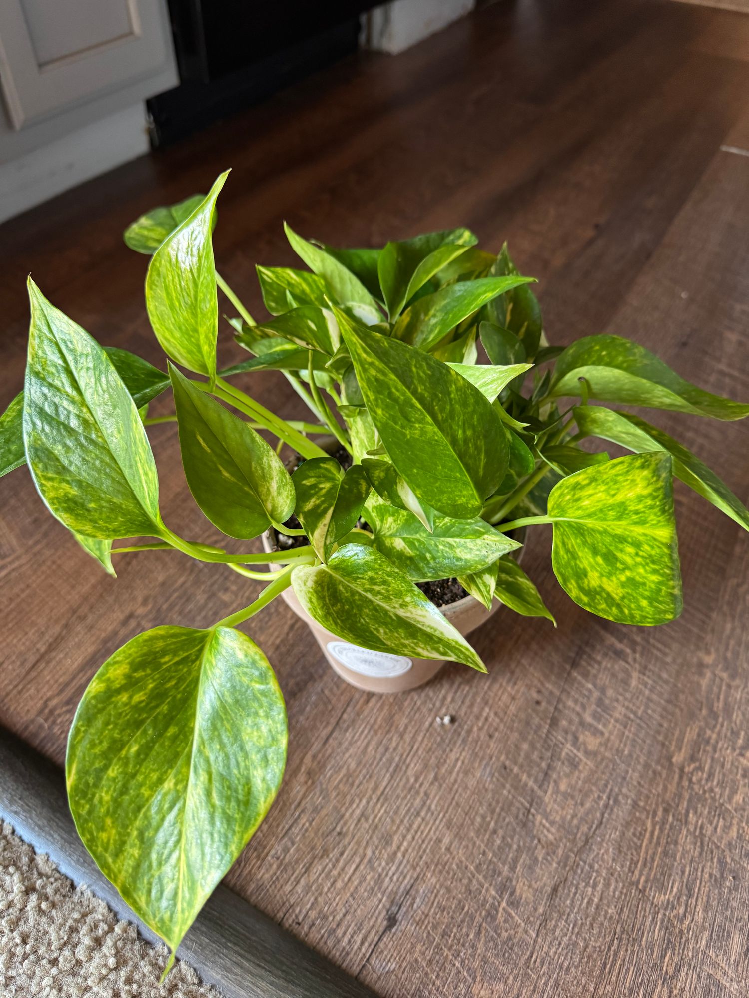 Golden Pothos