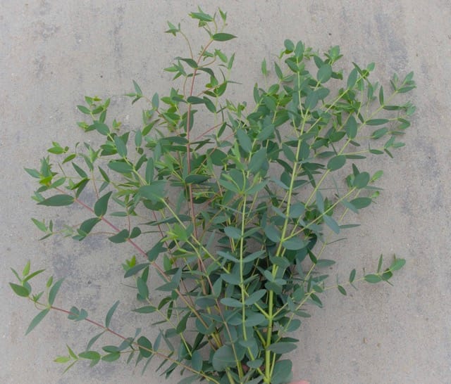 EUCALYPTUS parvula
