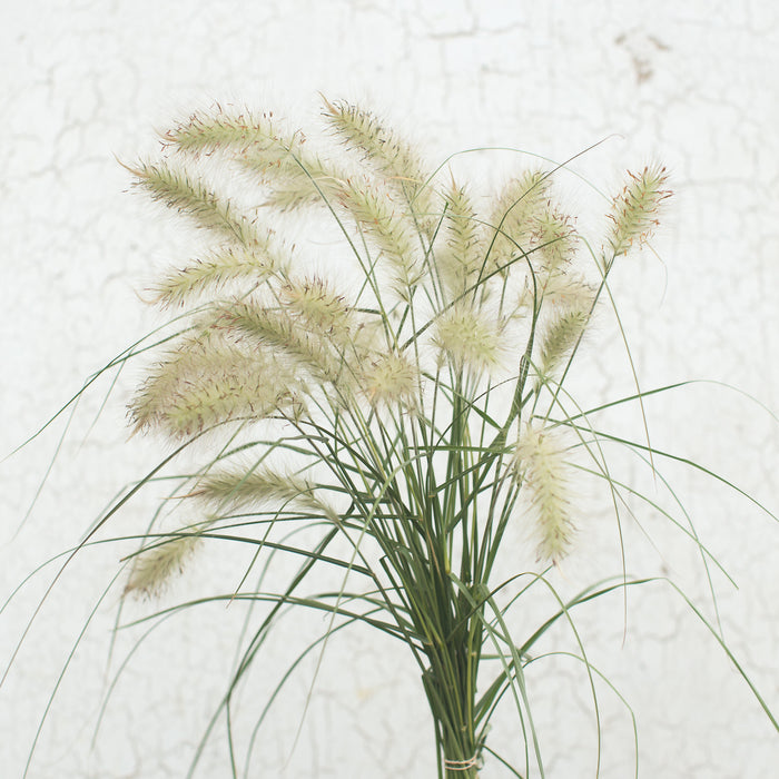 CENCHRUS longisetus Feathertop