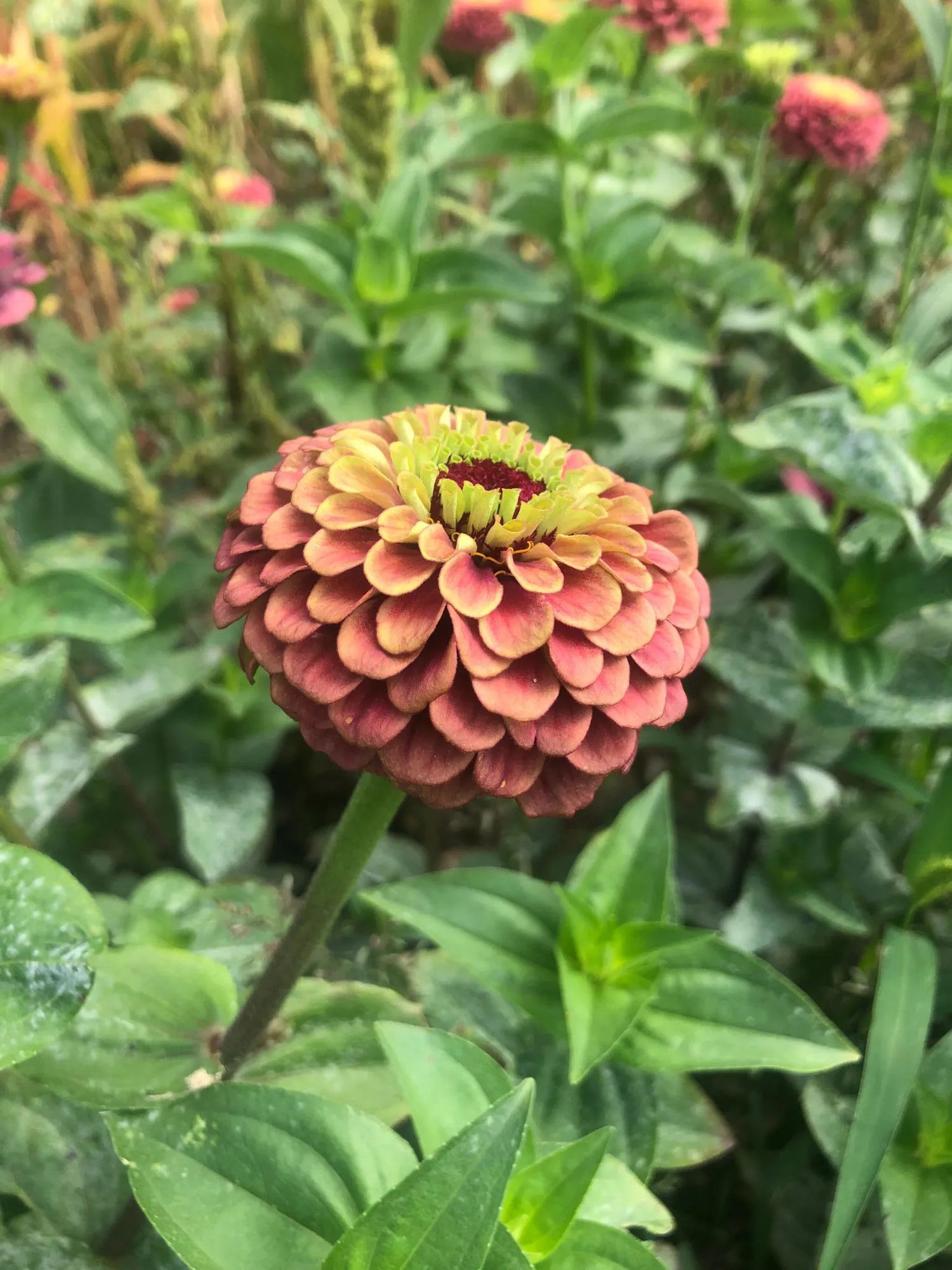ZINNIA elegans Queen Series