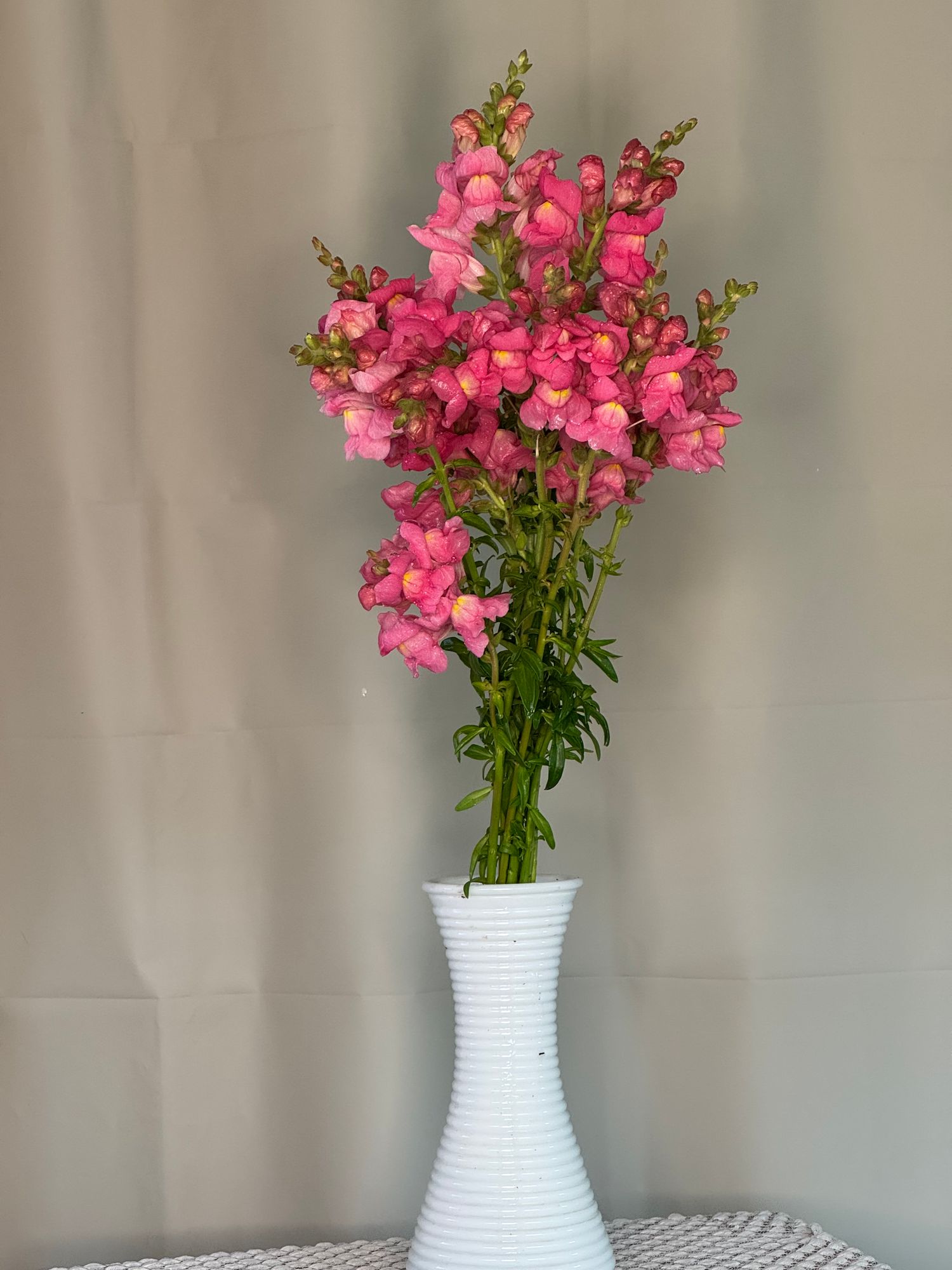 ANTIRRHINUM majus