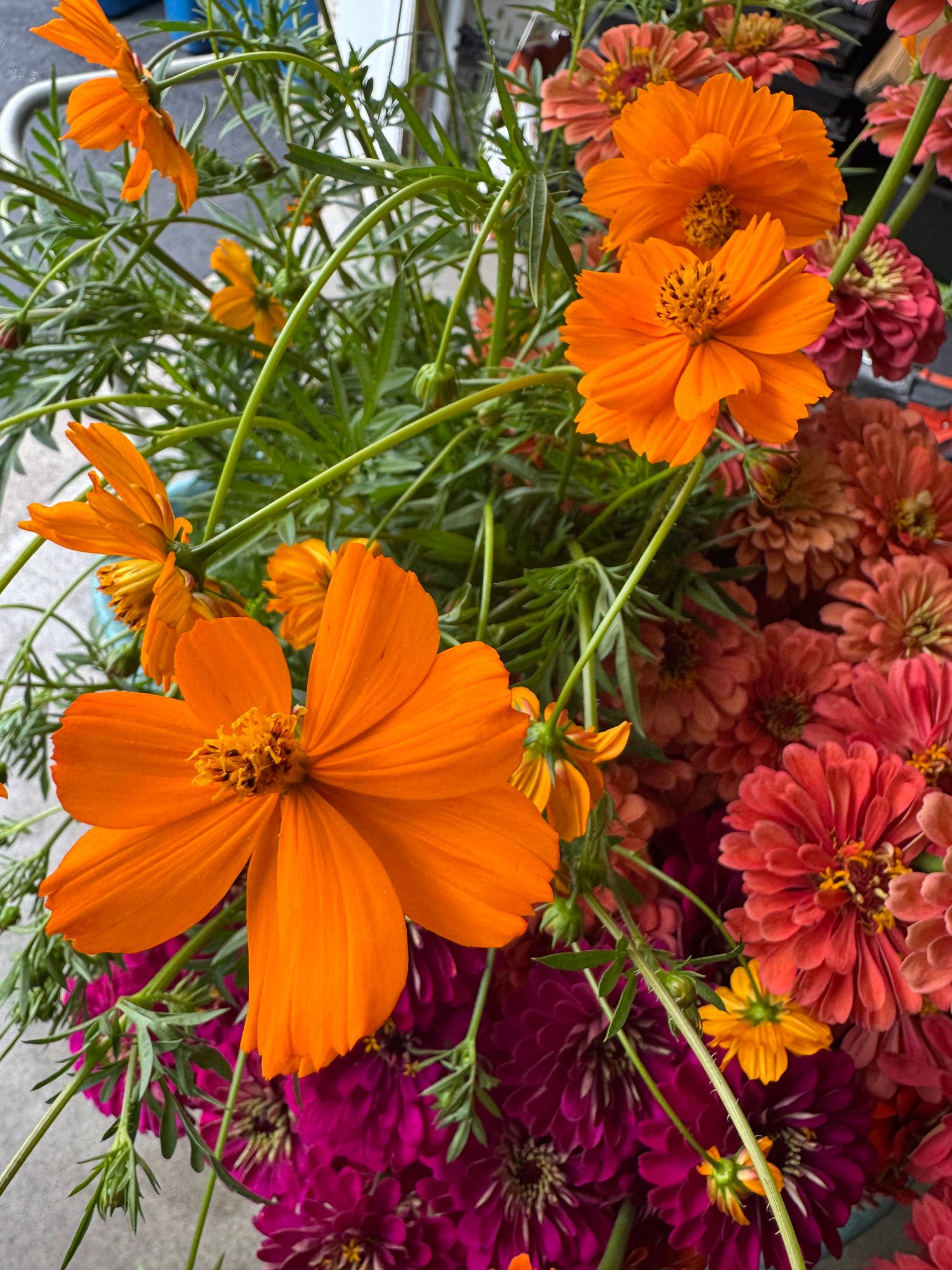 COSMOS sulphureus Bright Lights