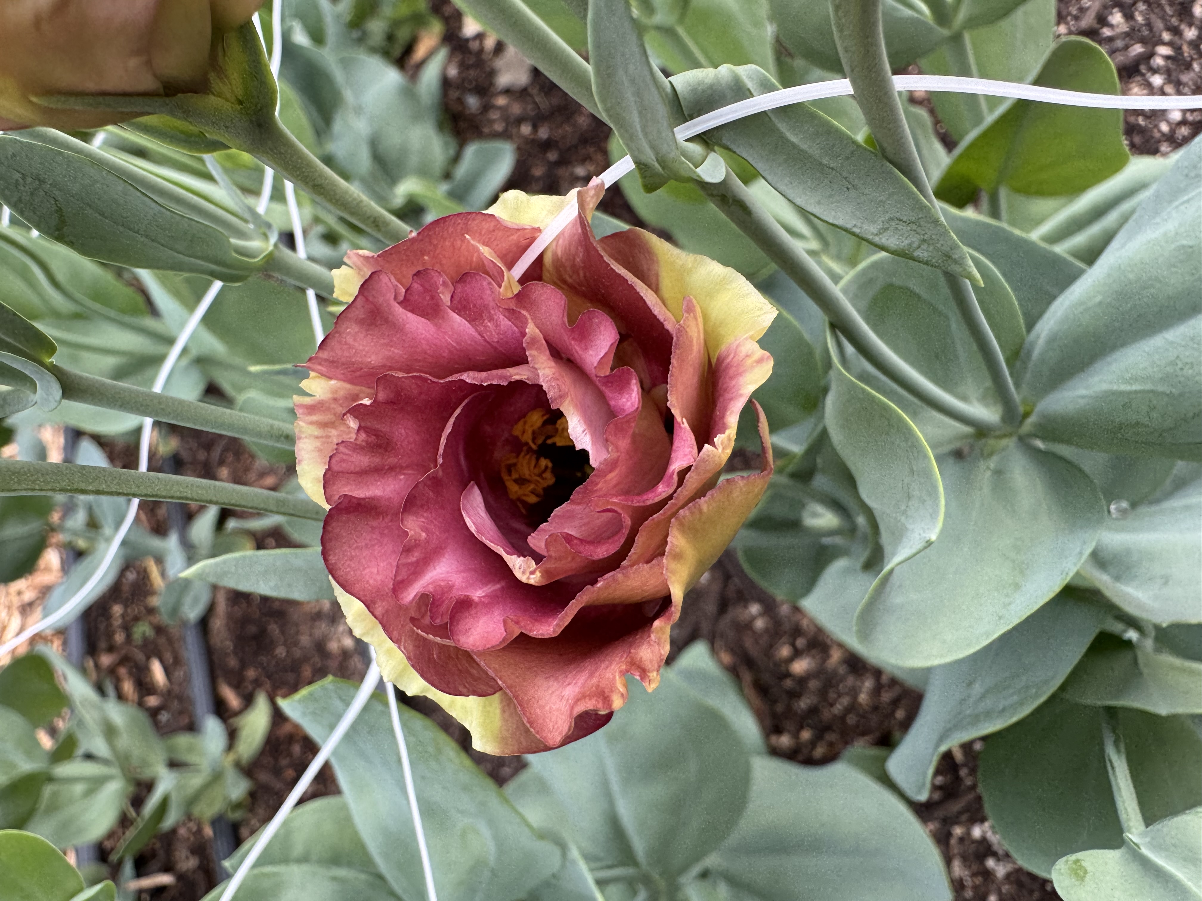 EUSTOMA grandiflorum Rosanne 2 Brown