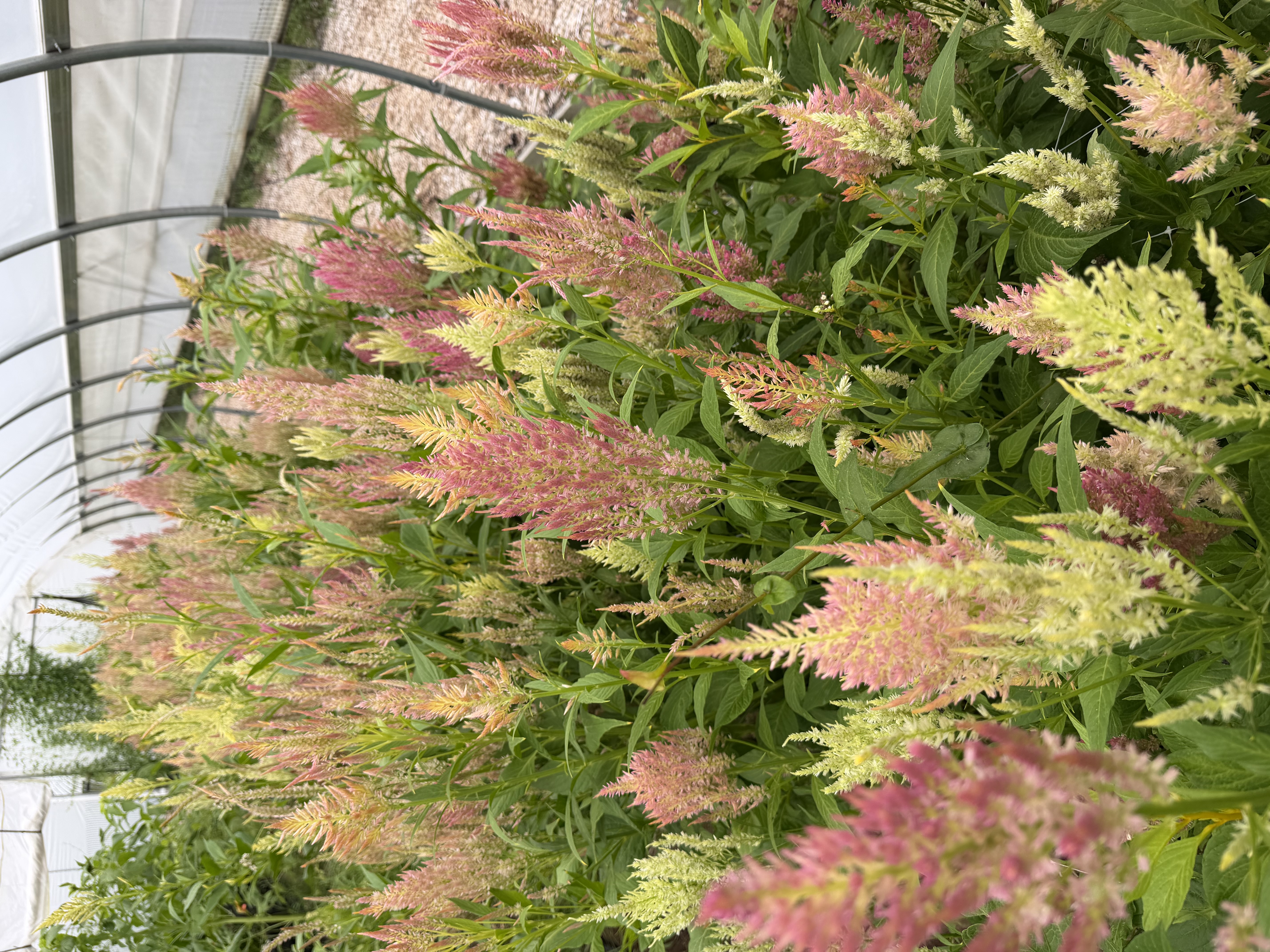 CELOSIA argentea var. spicata Shimmer