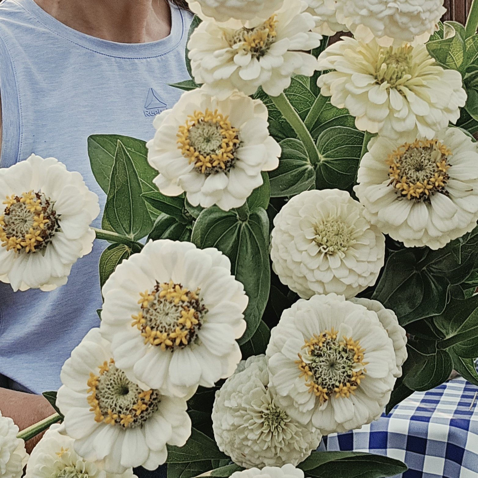 ZINNIA elegans Lilliput