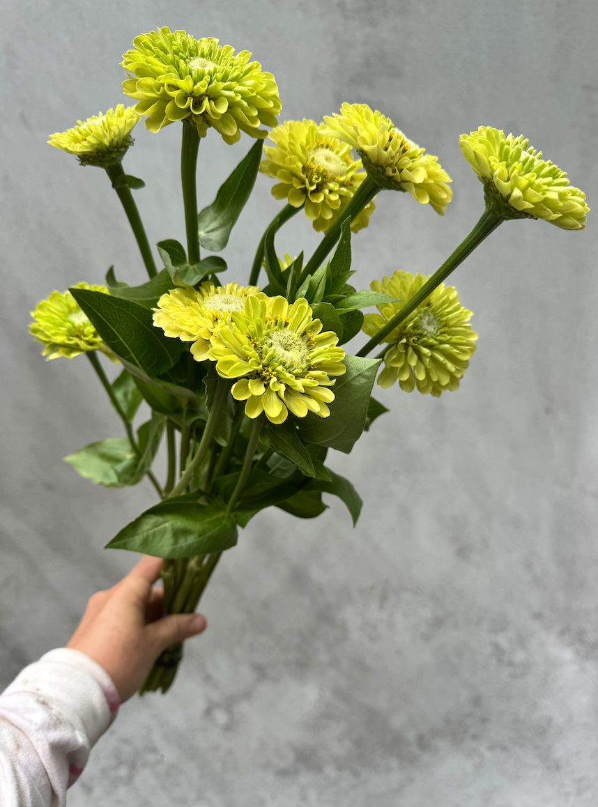 ZINNIA elegans Queeny Lime