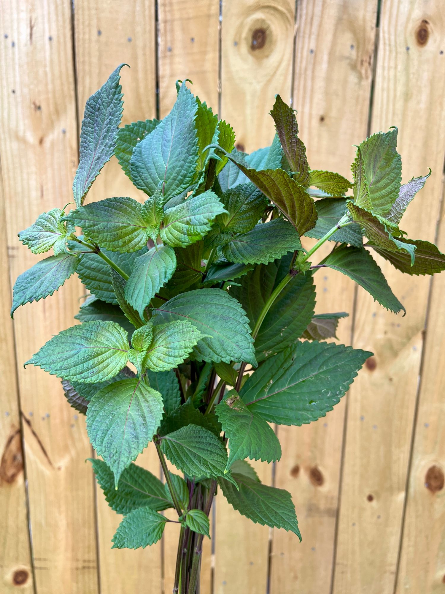 PERILLA frutescens Britton