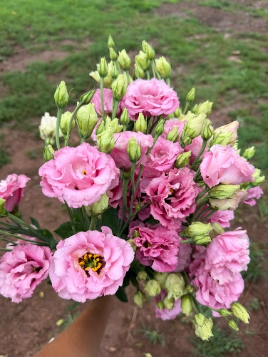 EUSTOMA grandiflorum ABC 3 Rose