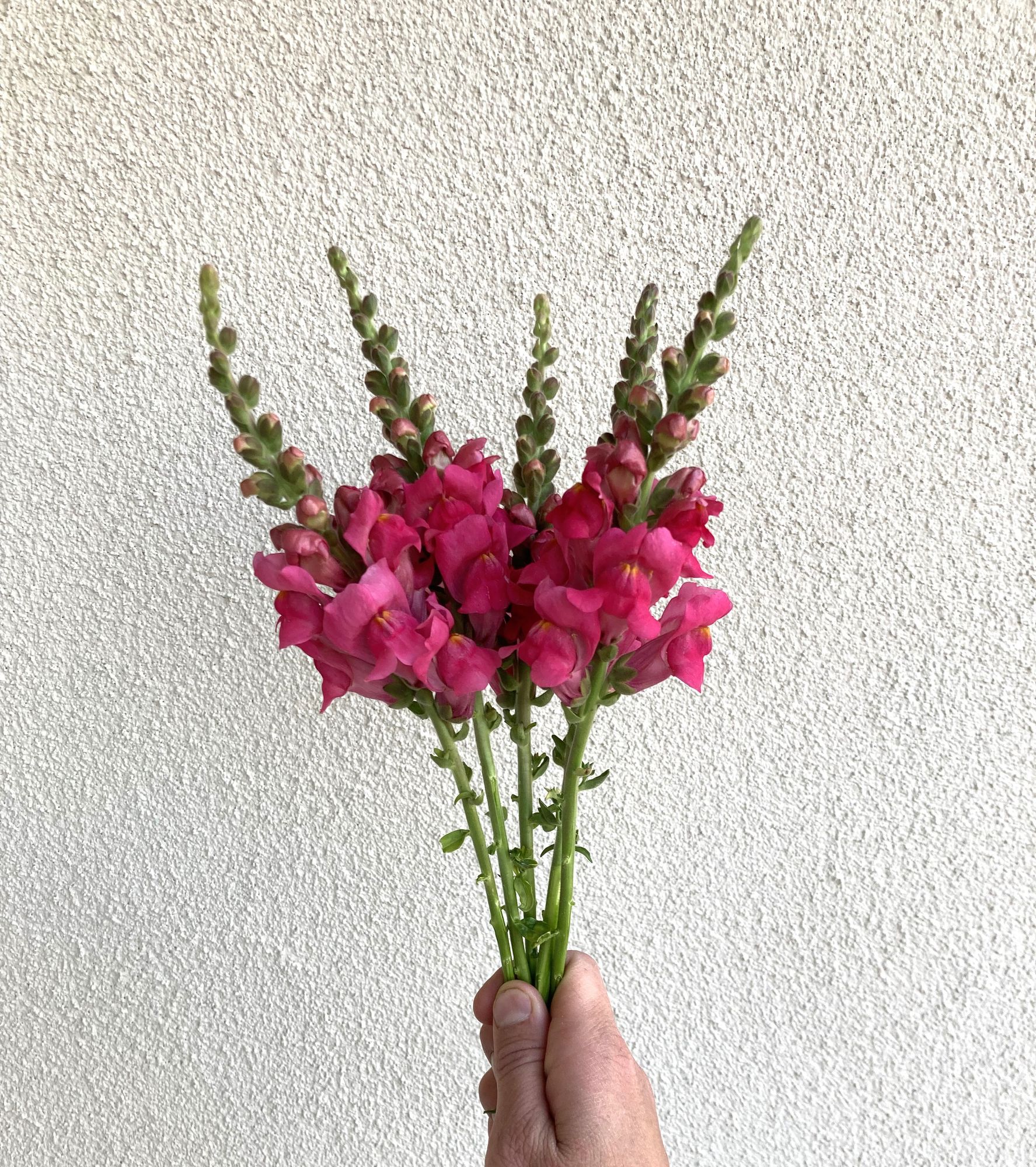 ANTIRRHINUM majus Potomac Cherry Rose