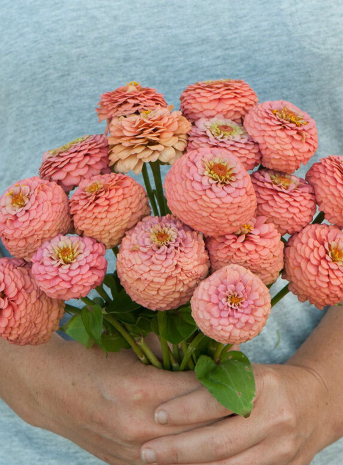 ZINNIA elegans Oklahoma Series