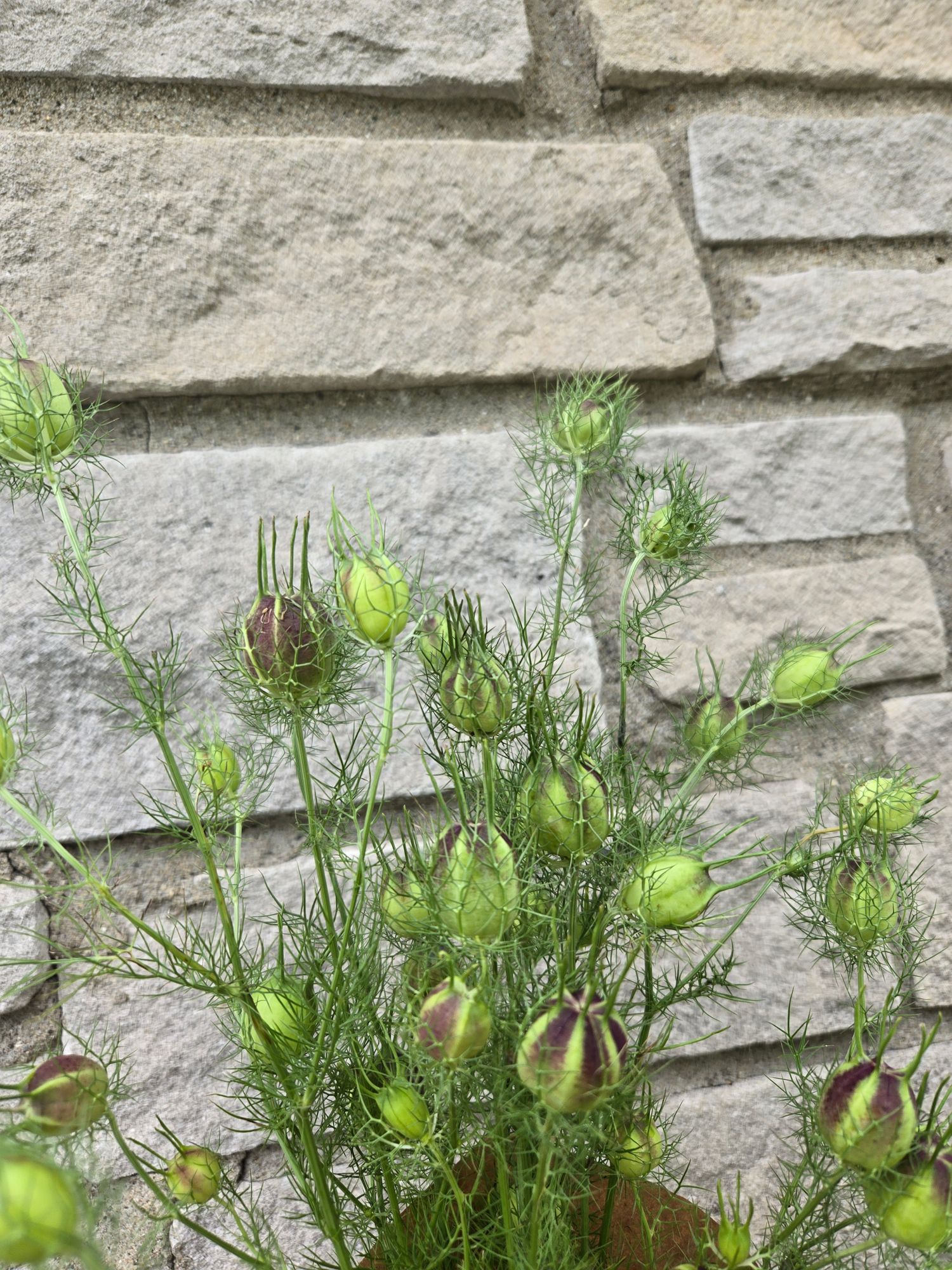 NIGELLA damascena Albion