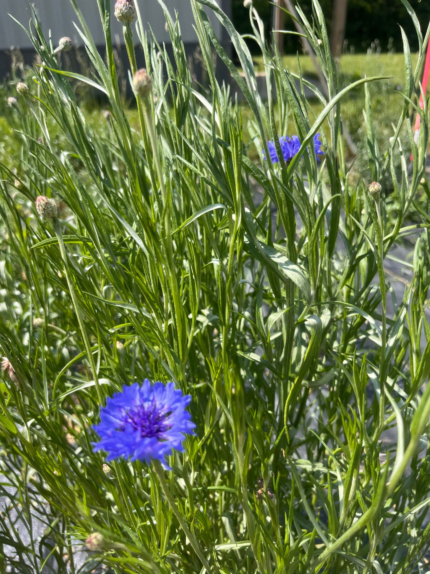 CENTAUREA cyanus Choice Mix