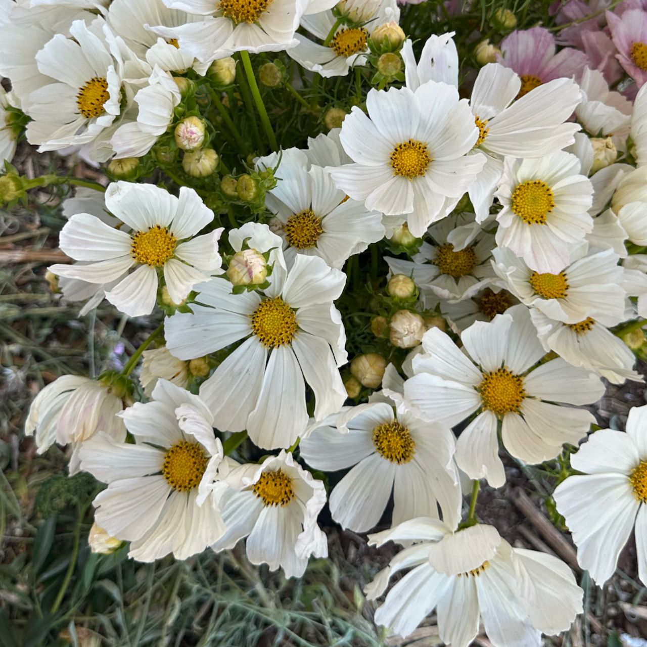 COSMOS bipinnatus Afternoon White