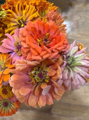 ZINNIA