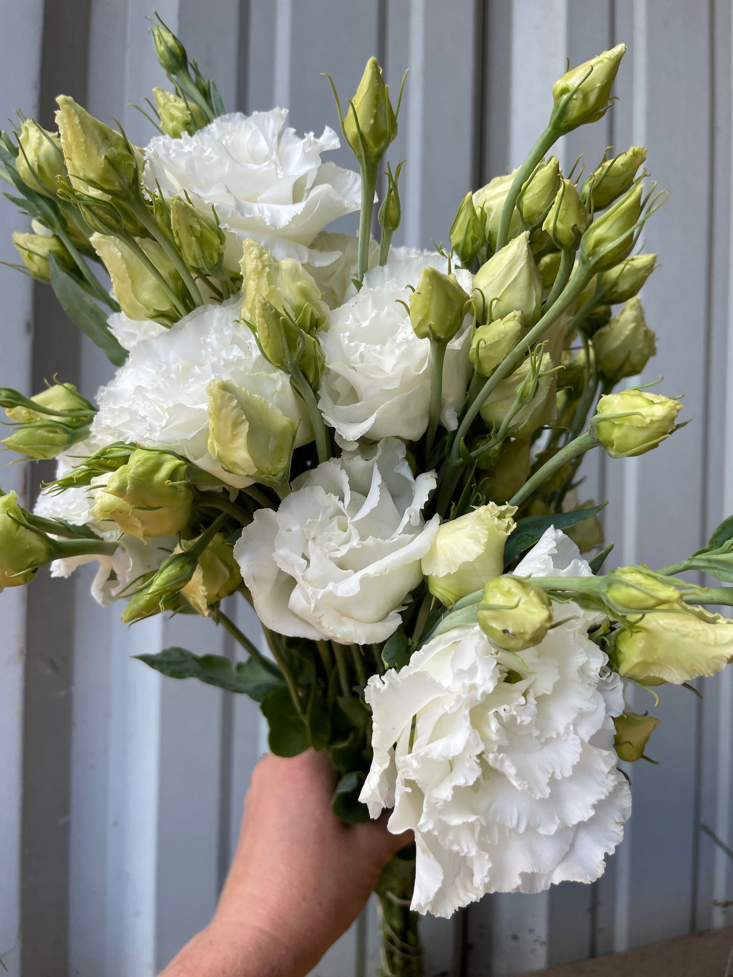 EUSTOMA grandiflorum Corelli Sugoi 3