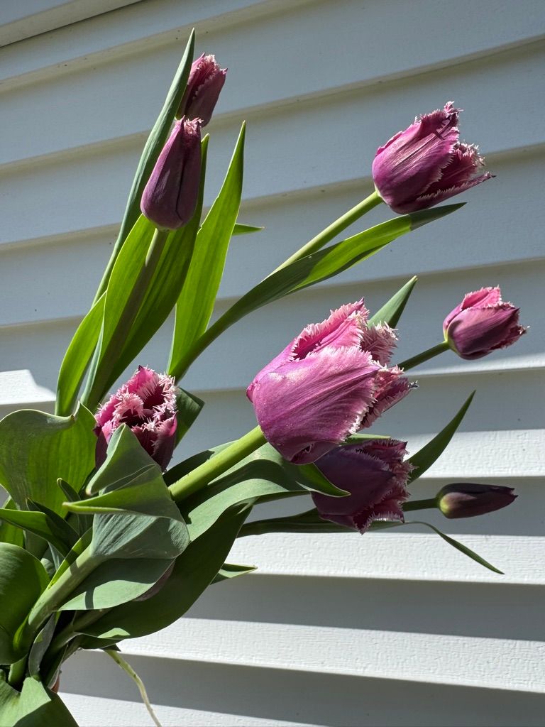 TULIPA San Martin