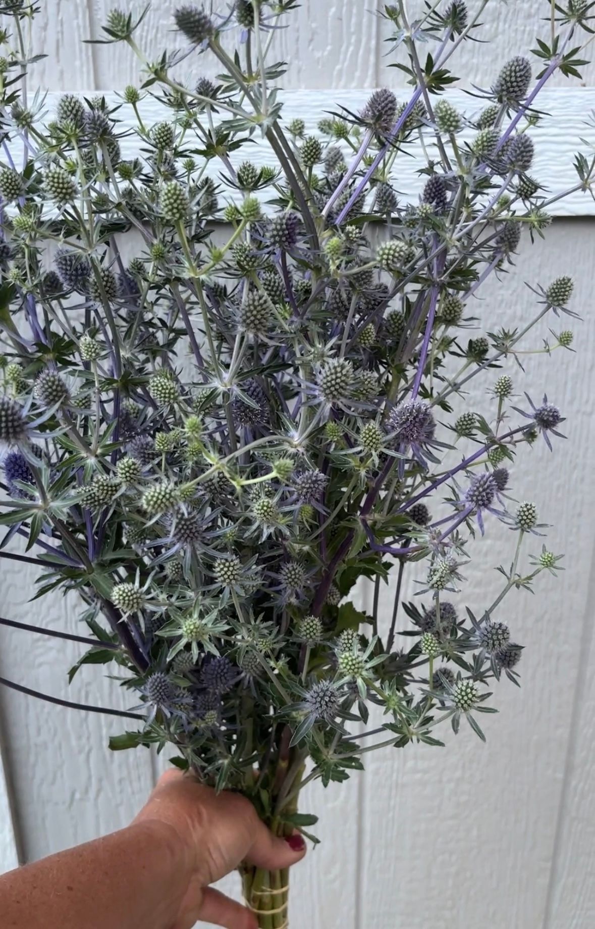 ERYNGIUM planum Blue Glitter