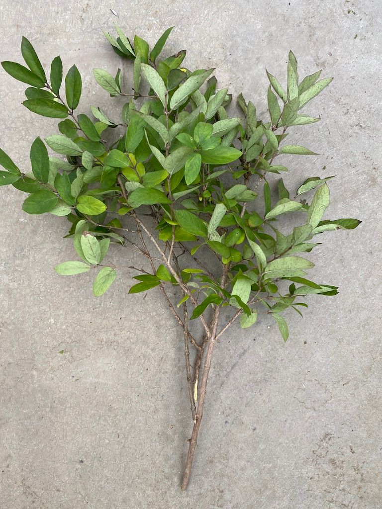LONICERA sp