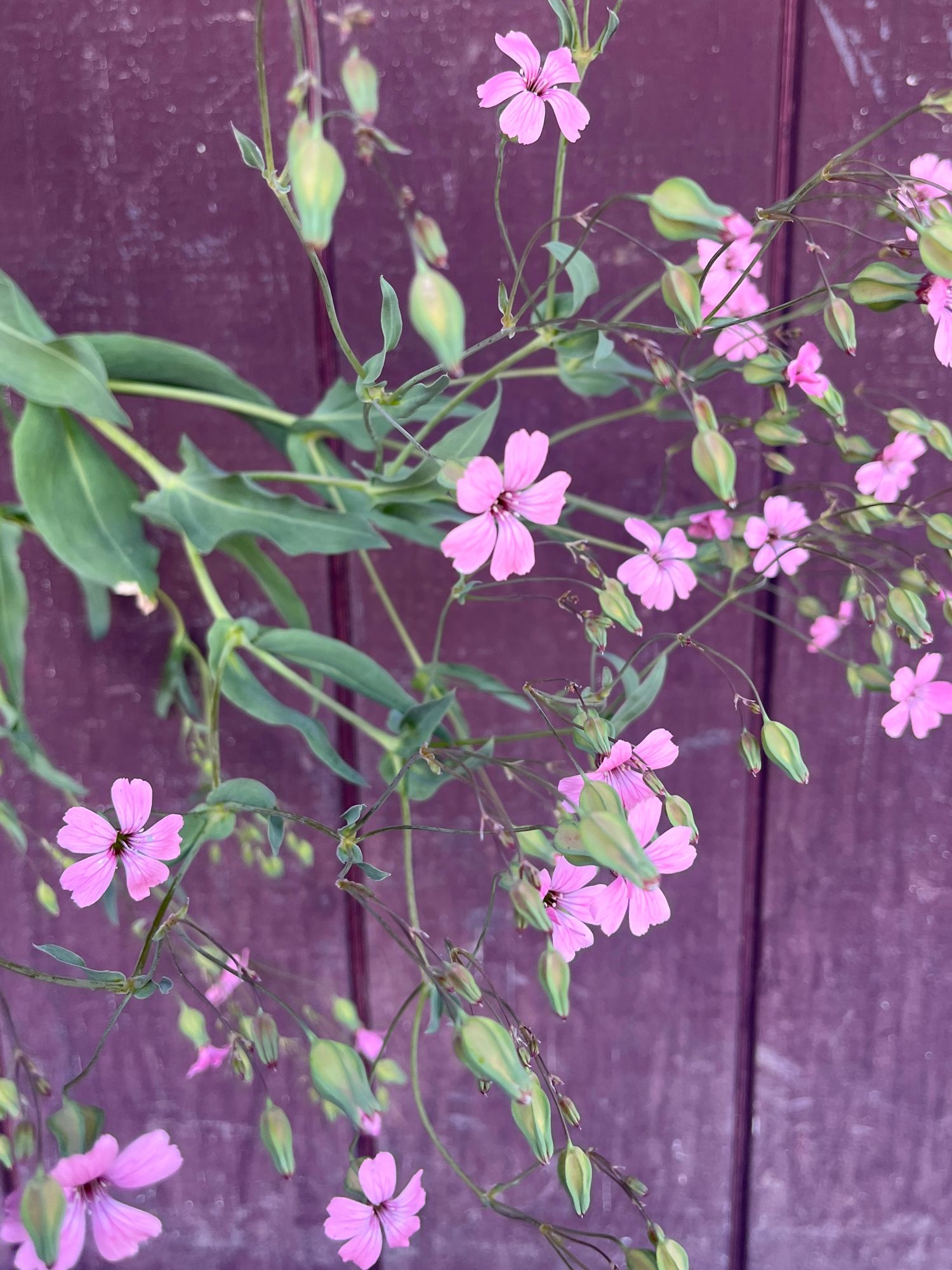 SAPONARIA officinalis