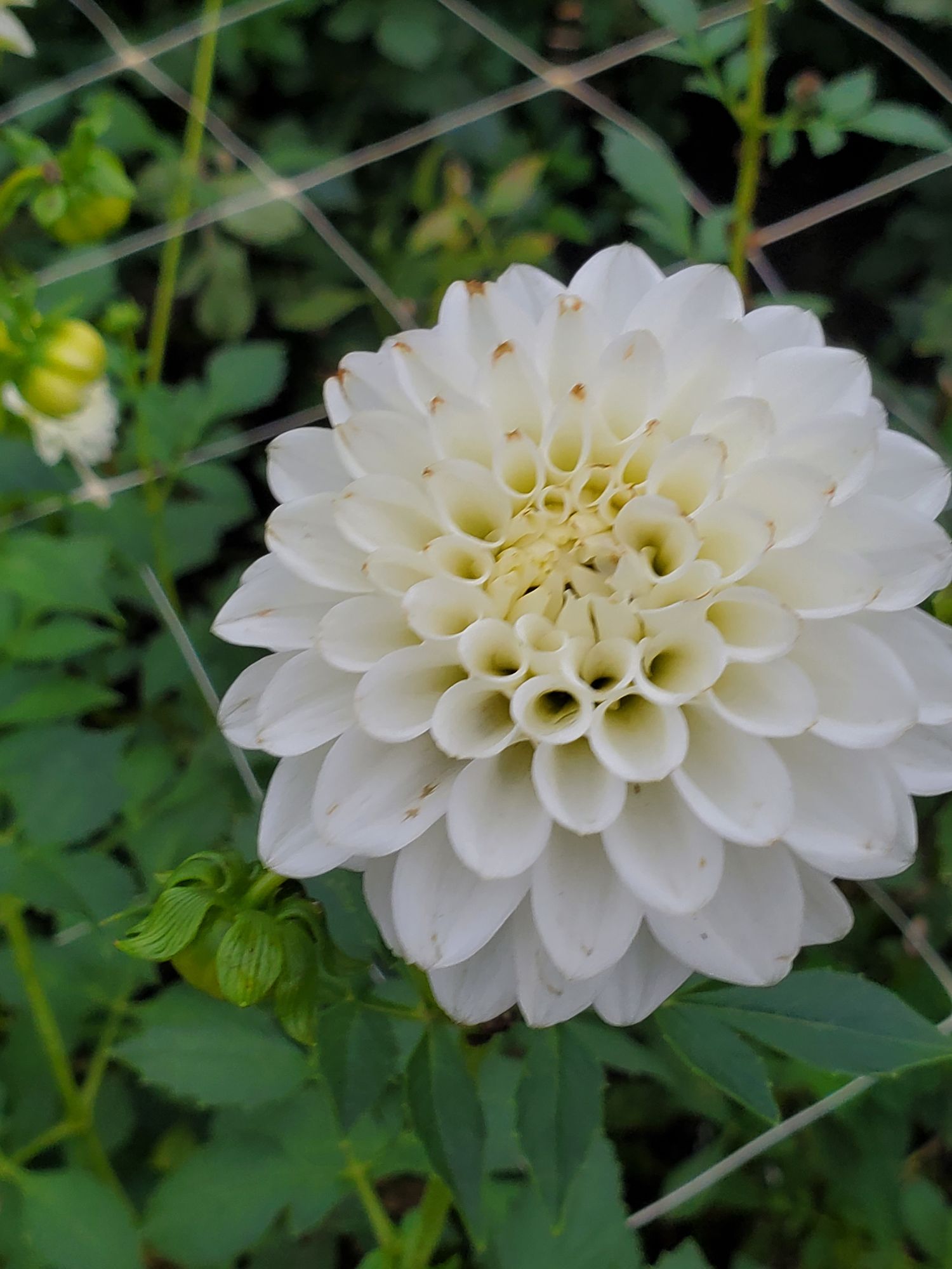 DAHLIA Decorative