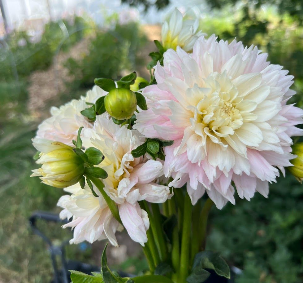 DAHLIA Chilsen's Pride