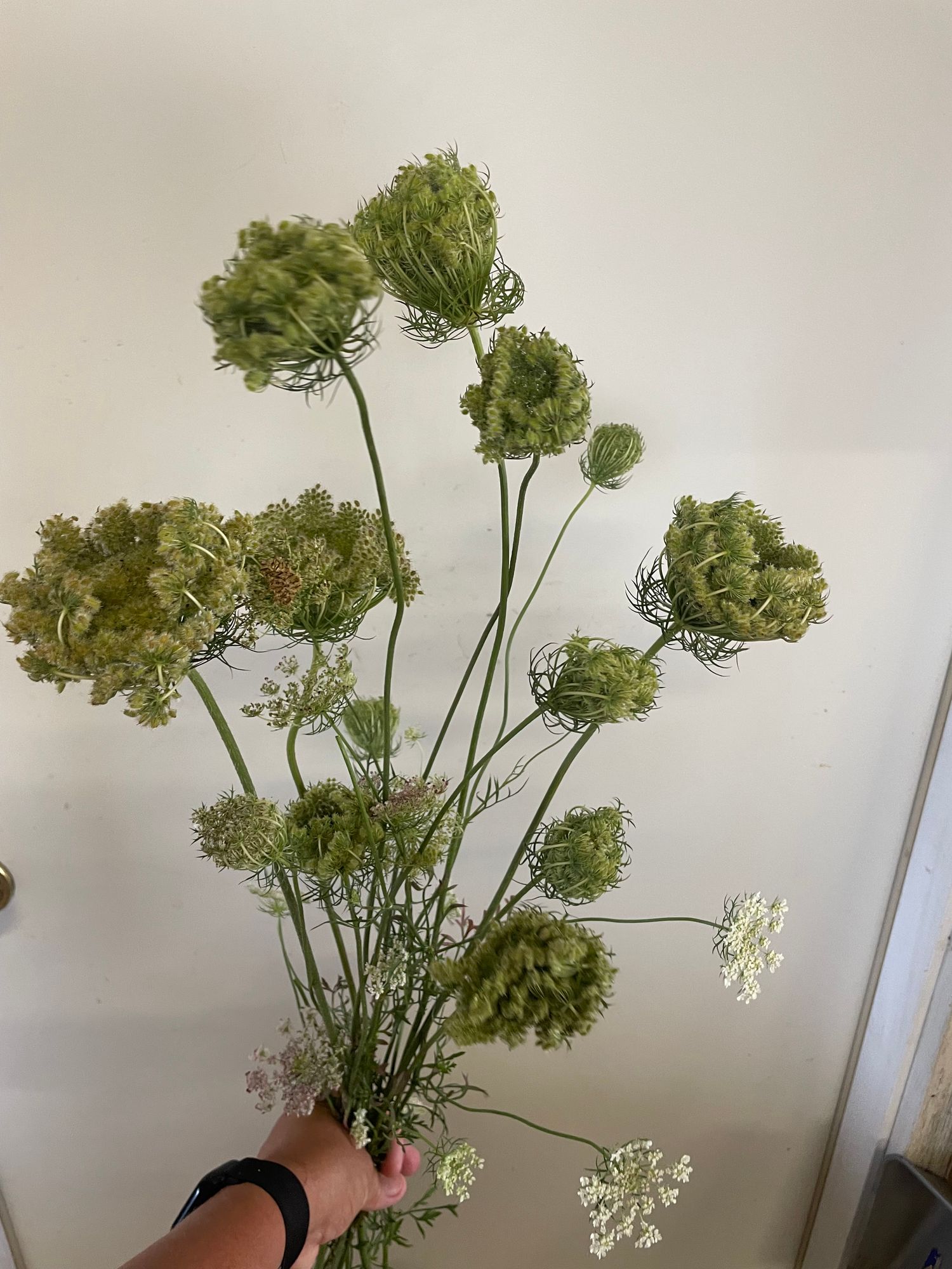 DAUCUS carota Dara