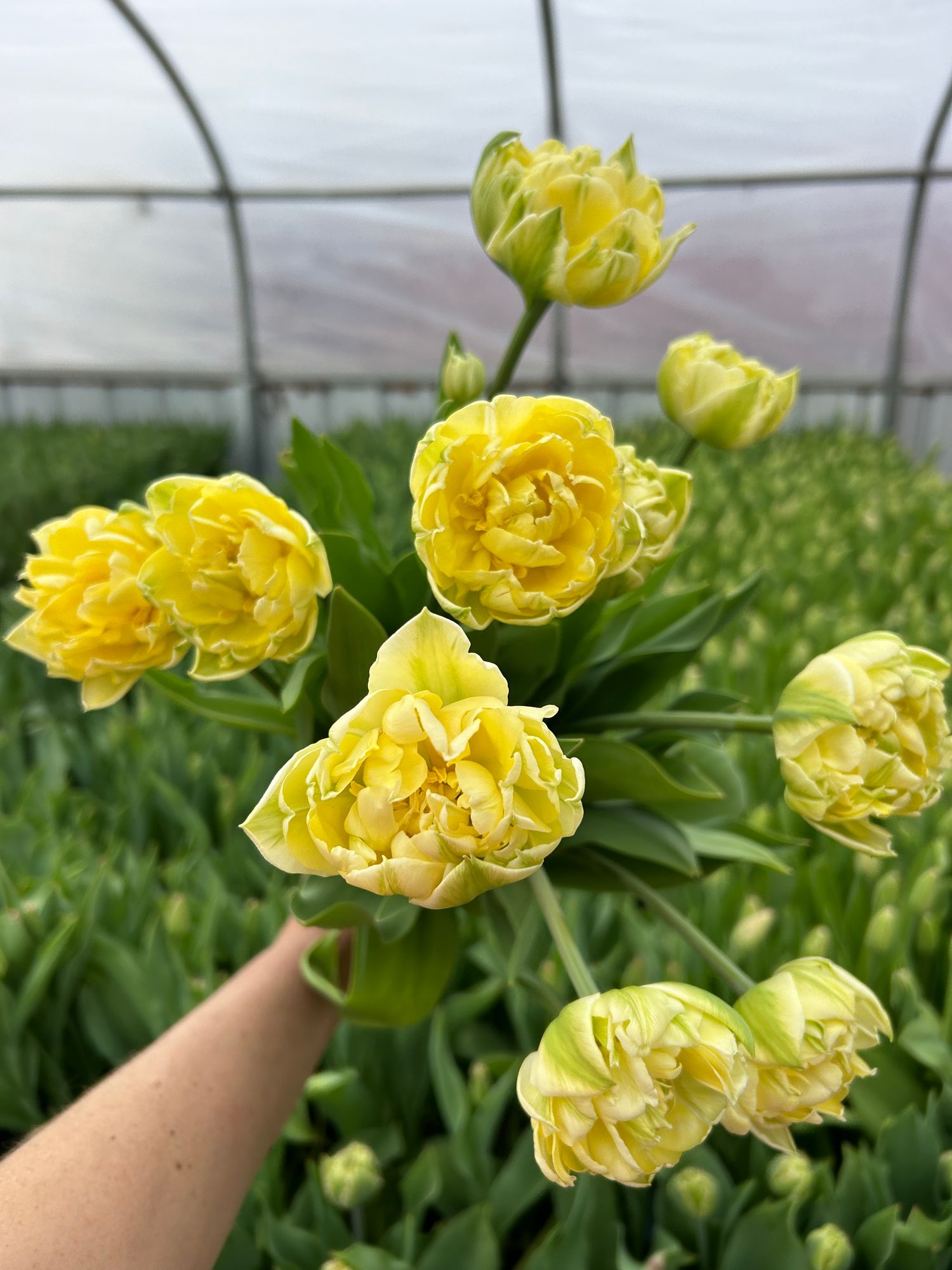 TULIPA Yellow Mountain