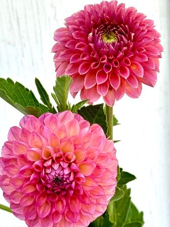 DAHLIA