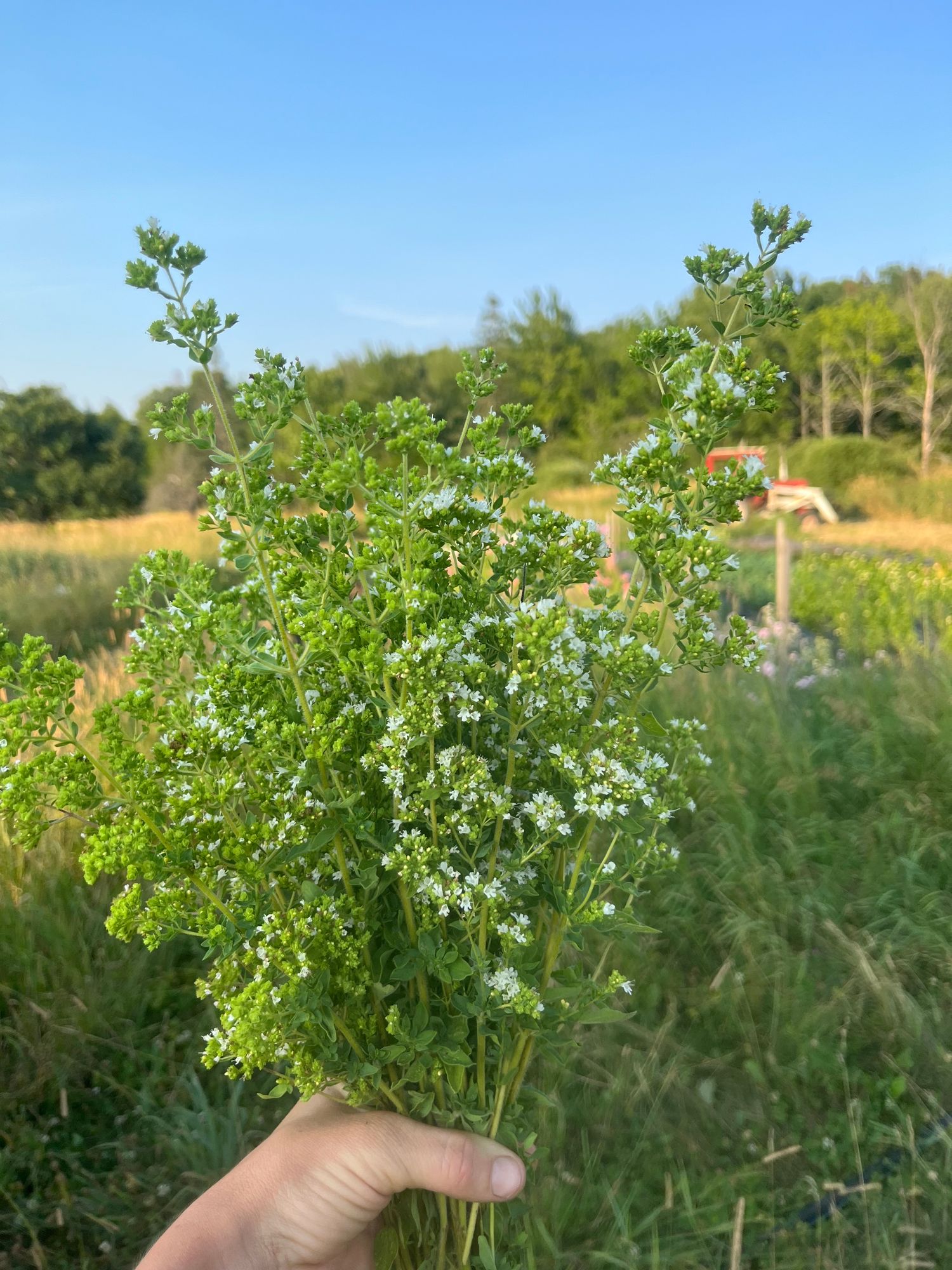 ORIGANUM vulgare ssp. hirtum