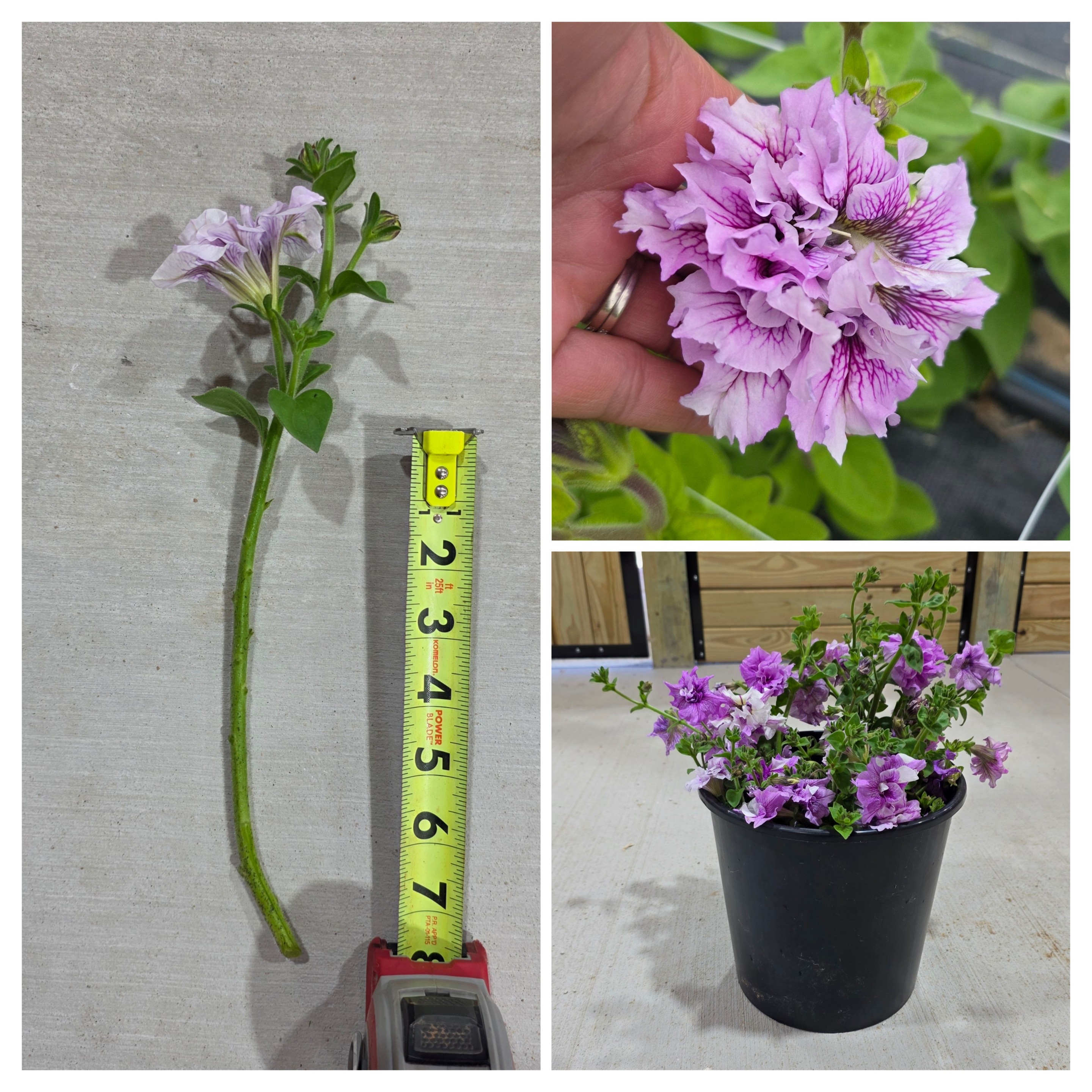 PETUNIA grandiflora Doppio Allegretta