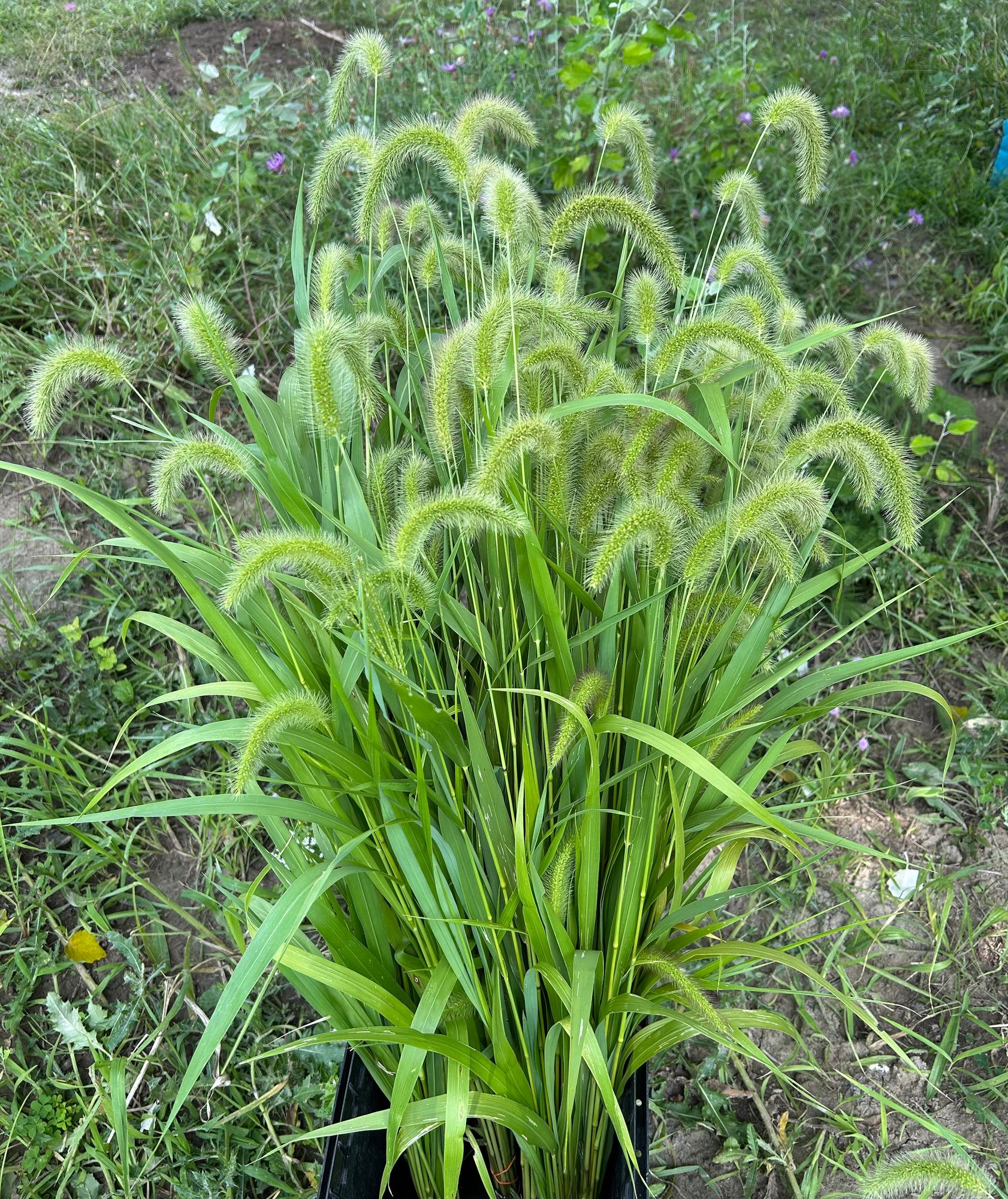 SETARIA