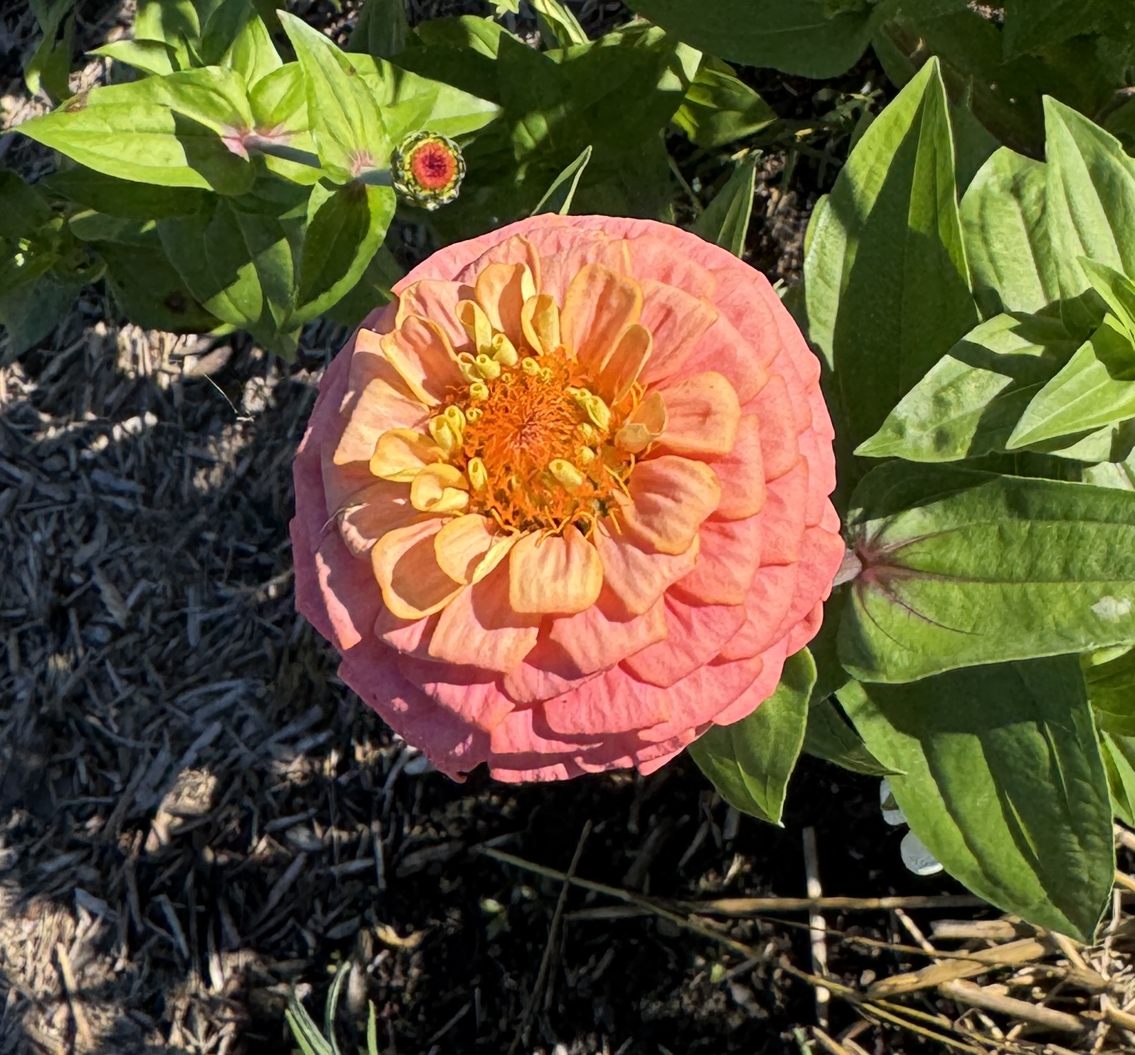 ZINNIA elegans Oklahoma Series