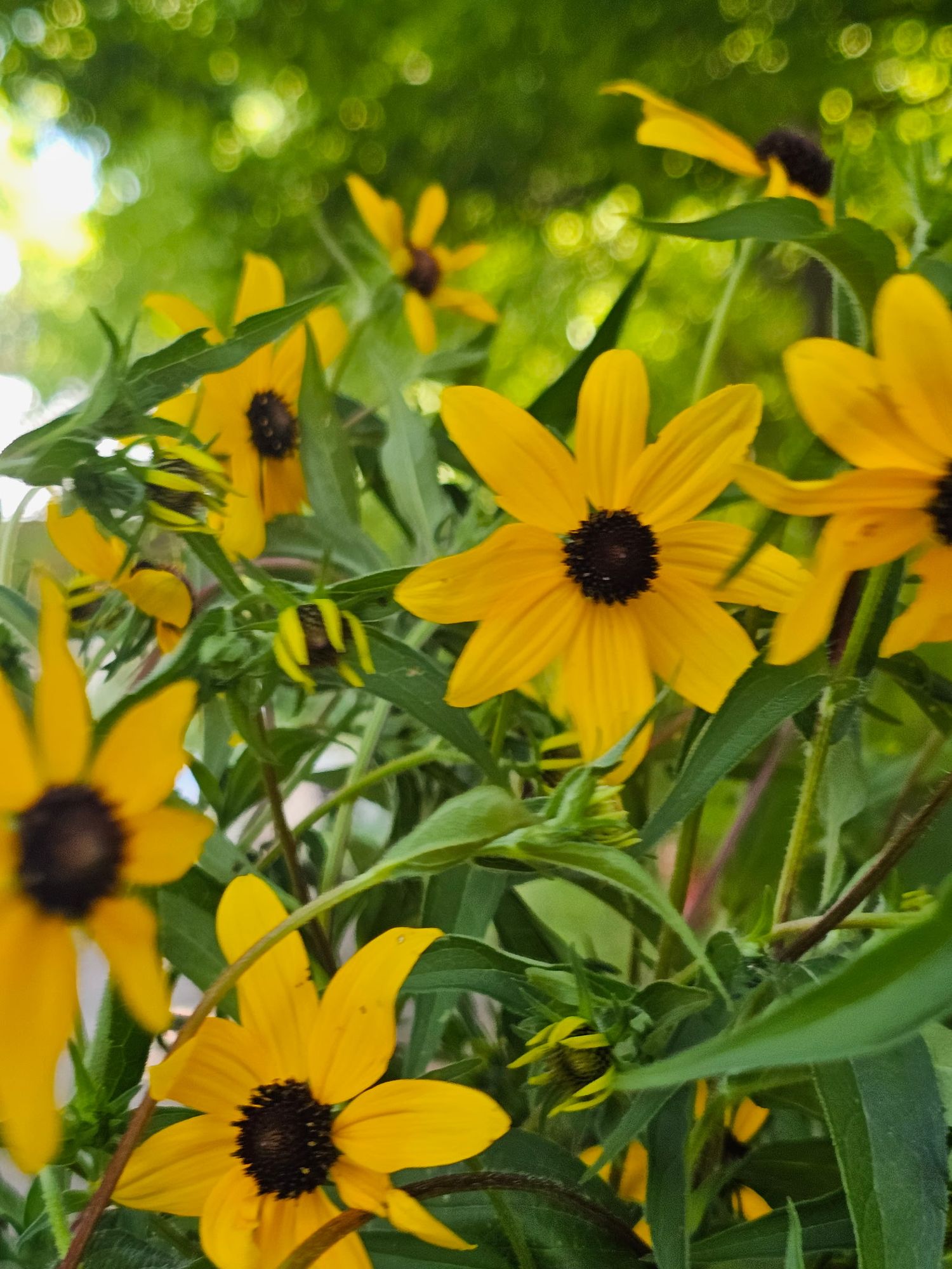 (50 stems) Rudbeckia triloba