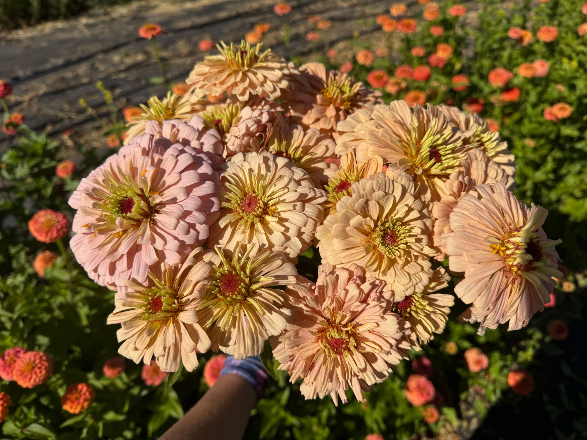 ZINNIA elegans Ballerina