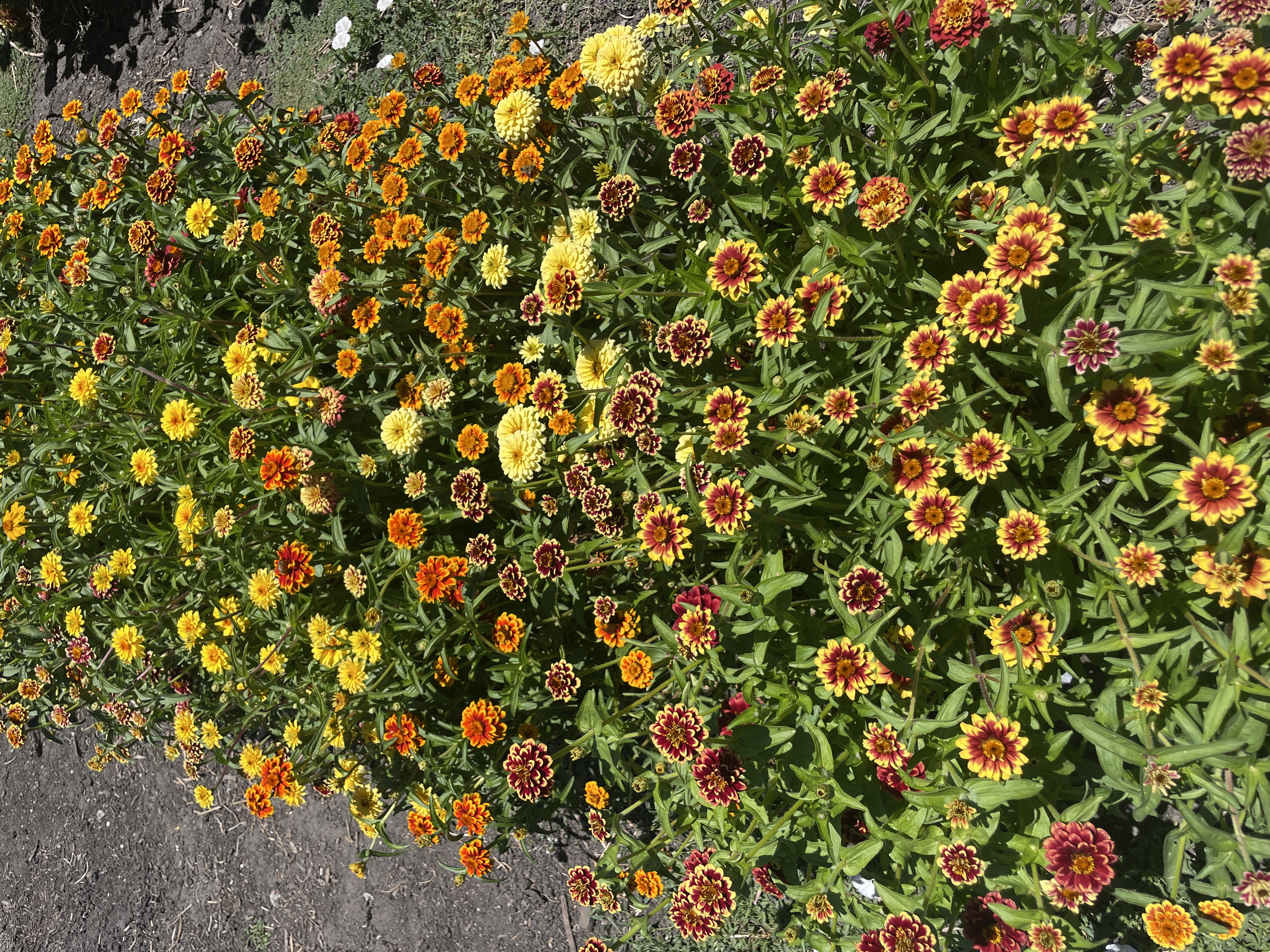 ZINNIA haageana Jazzy Mix