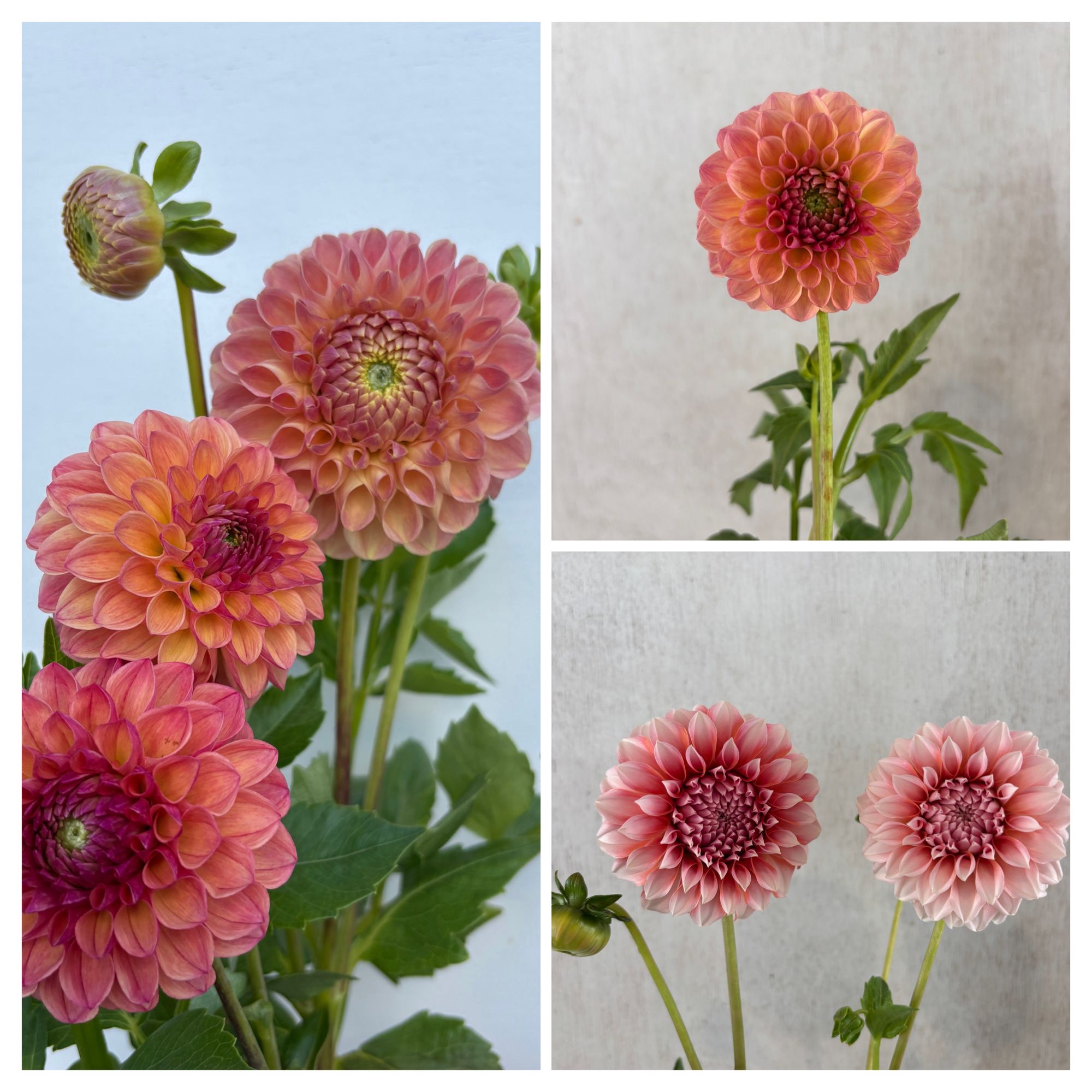 DAHLIA Ball