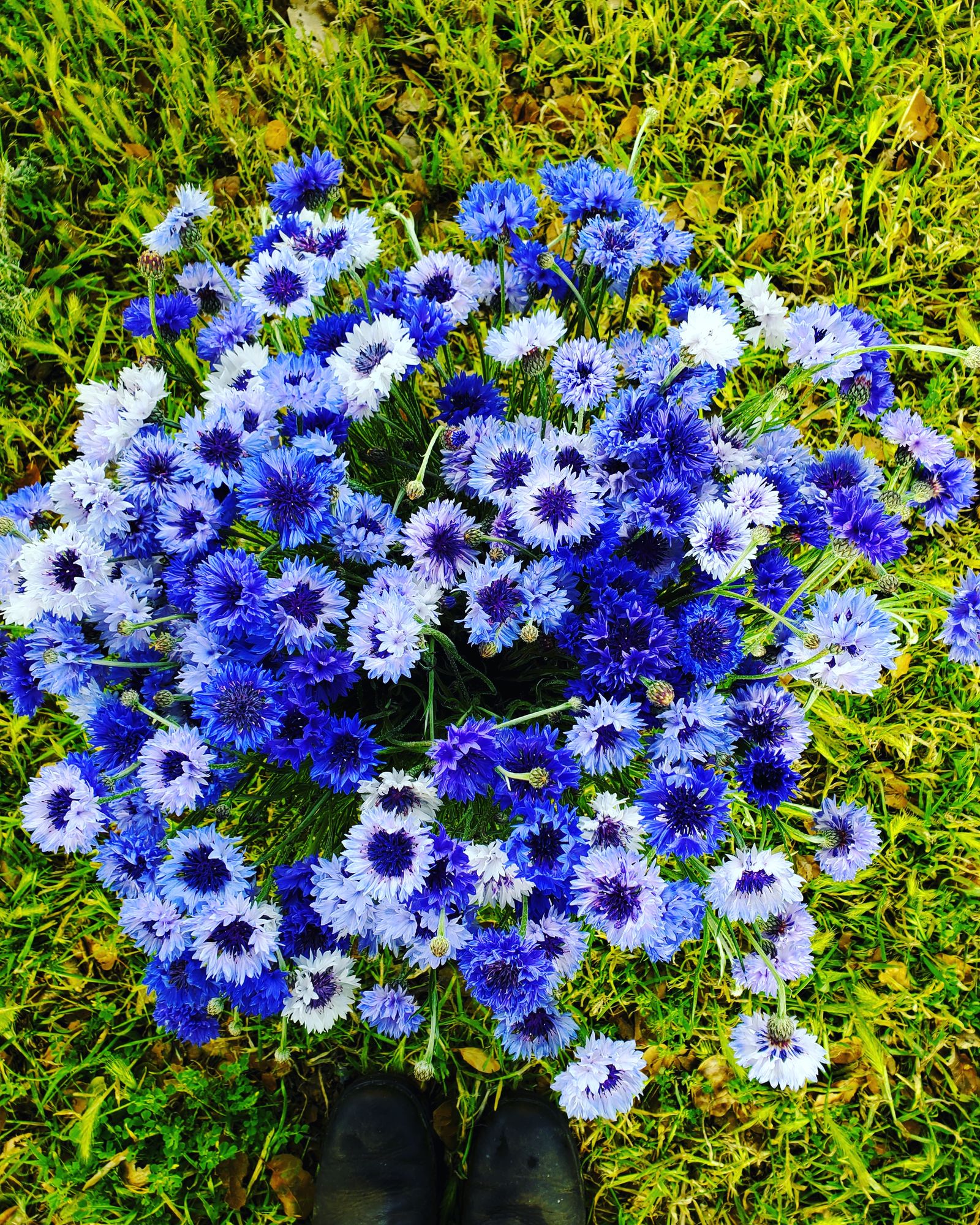CENTAUREA cyanus Classic Fantastic
