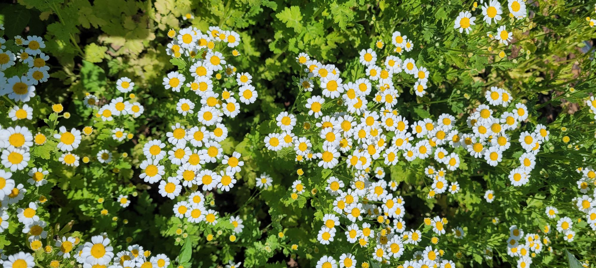 TANACETUM parthenium Magic Single